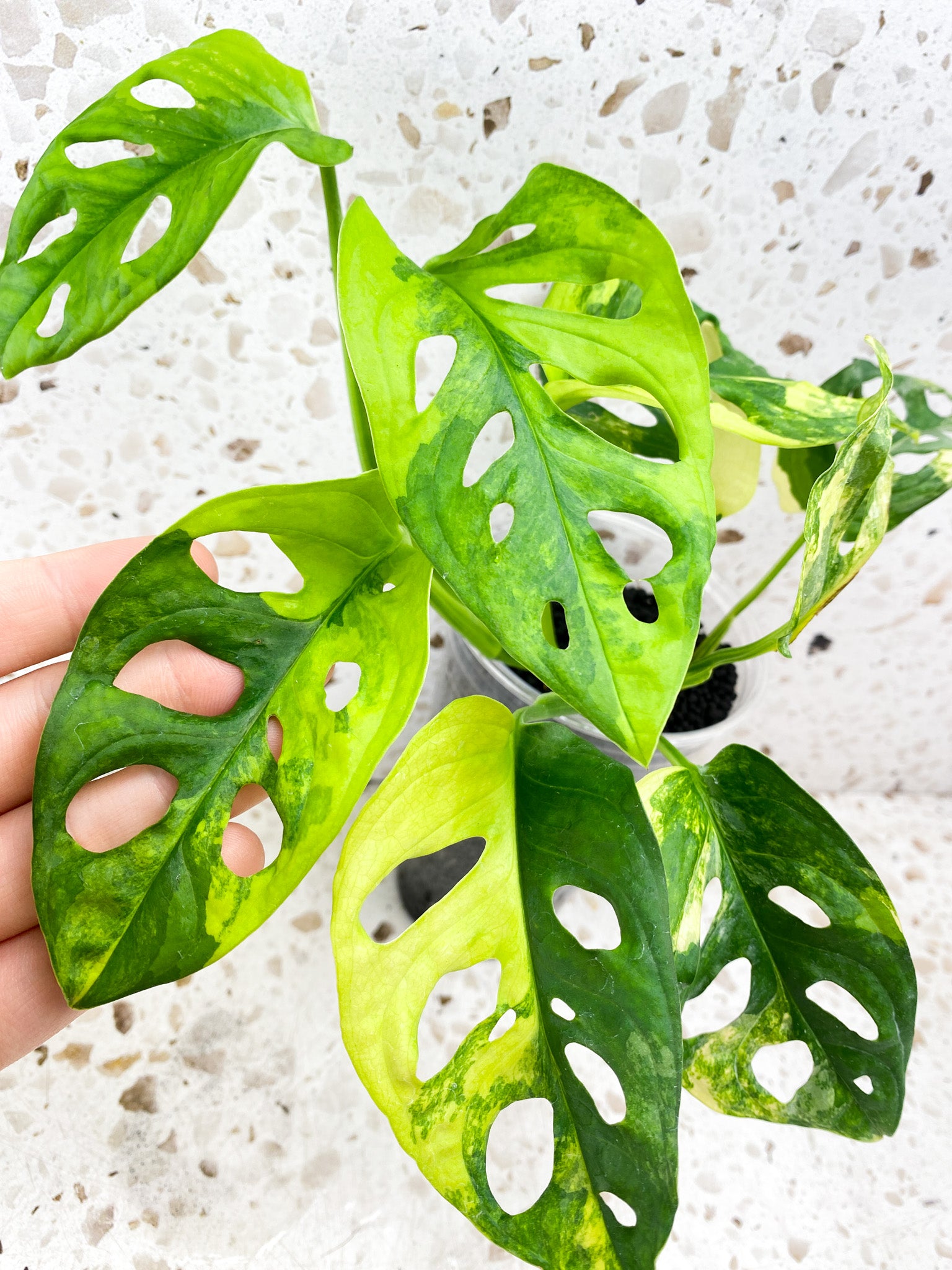 Monstera Adansonii Aurea 9 leaf top cutting