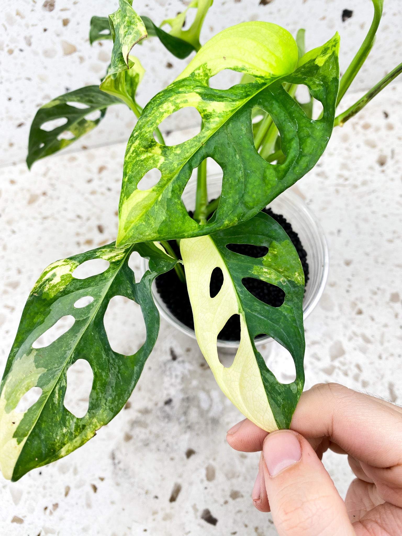 Monstera Adansonii Aurea 9 leaf top cutting