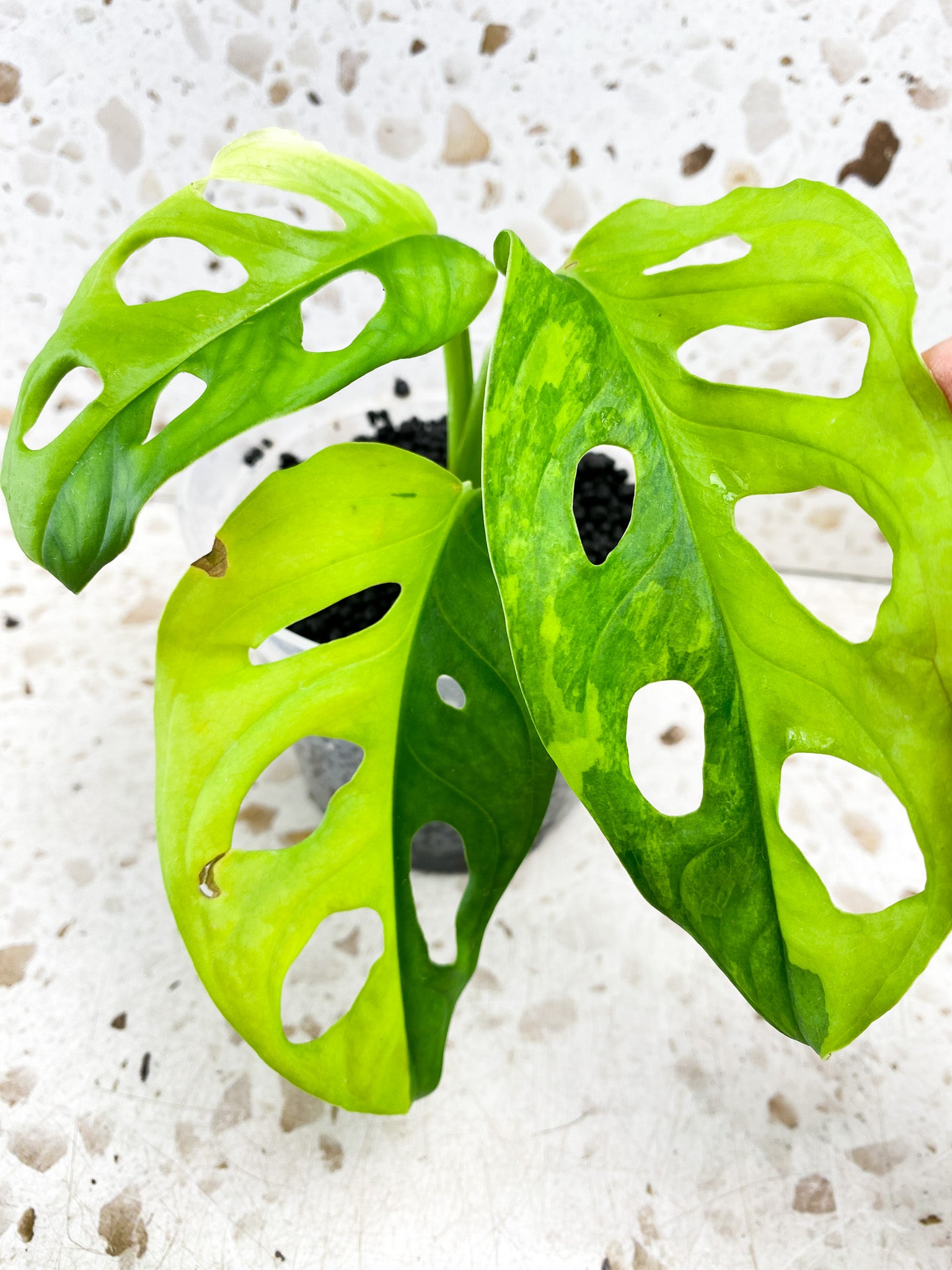 Monstera Adansonii Aurea 3 leaf top cutting (ROOTING)