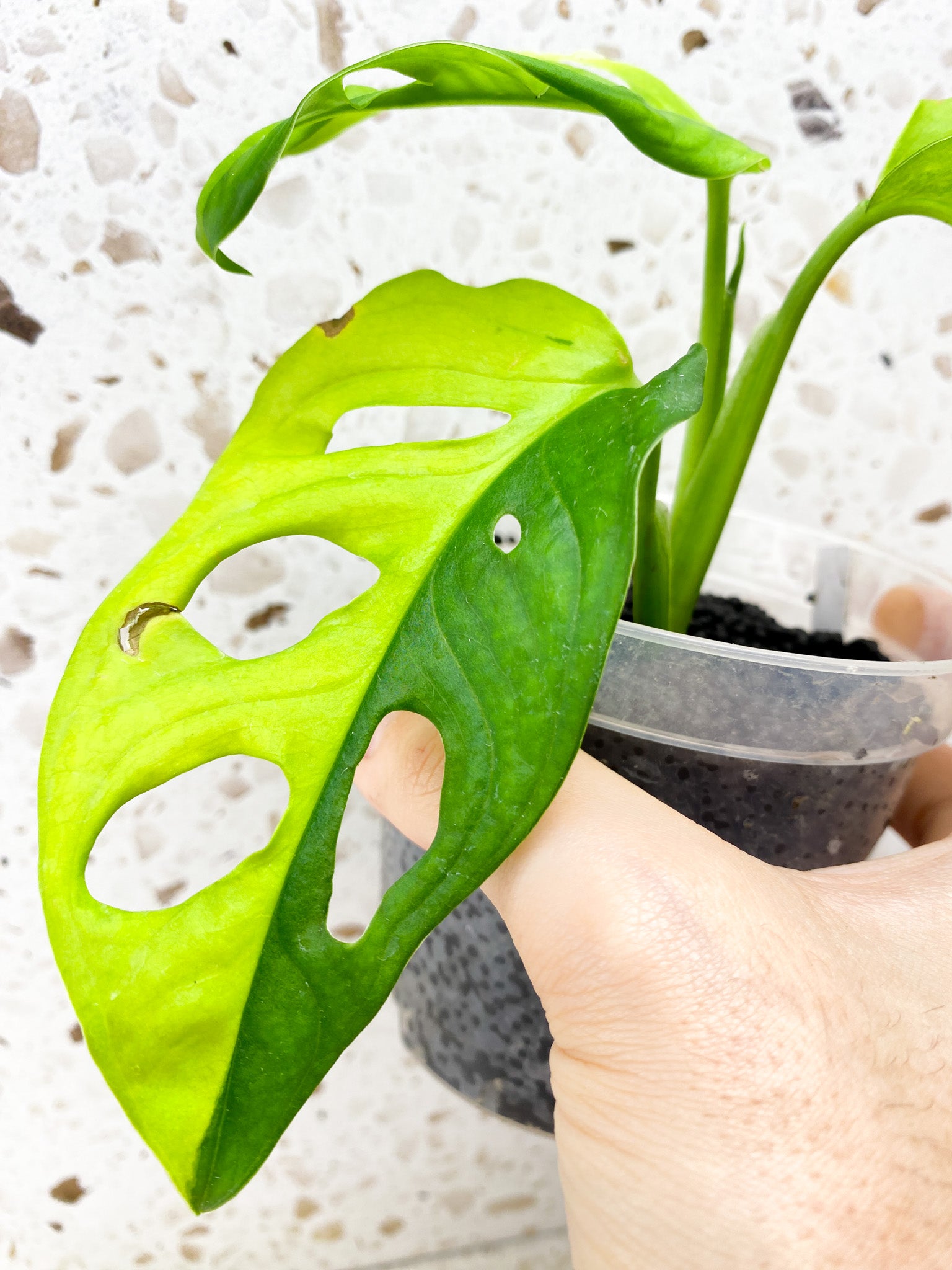 Monstera Adansonii Aurea 3 leaf top cutting (ROOTING)