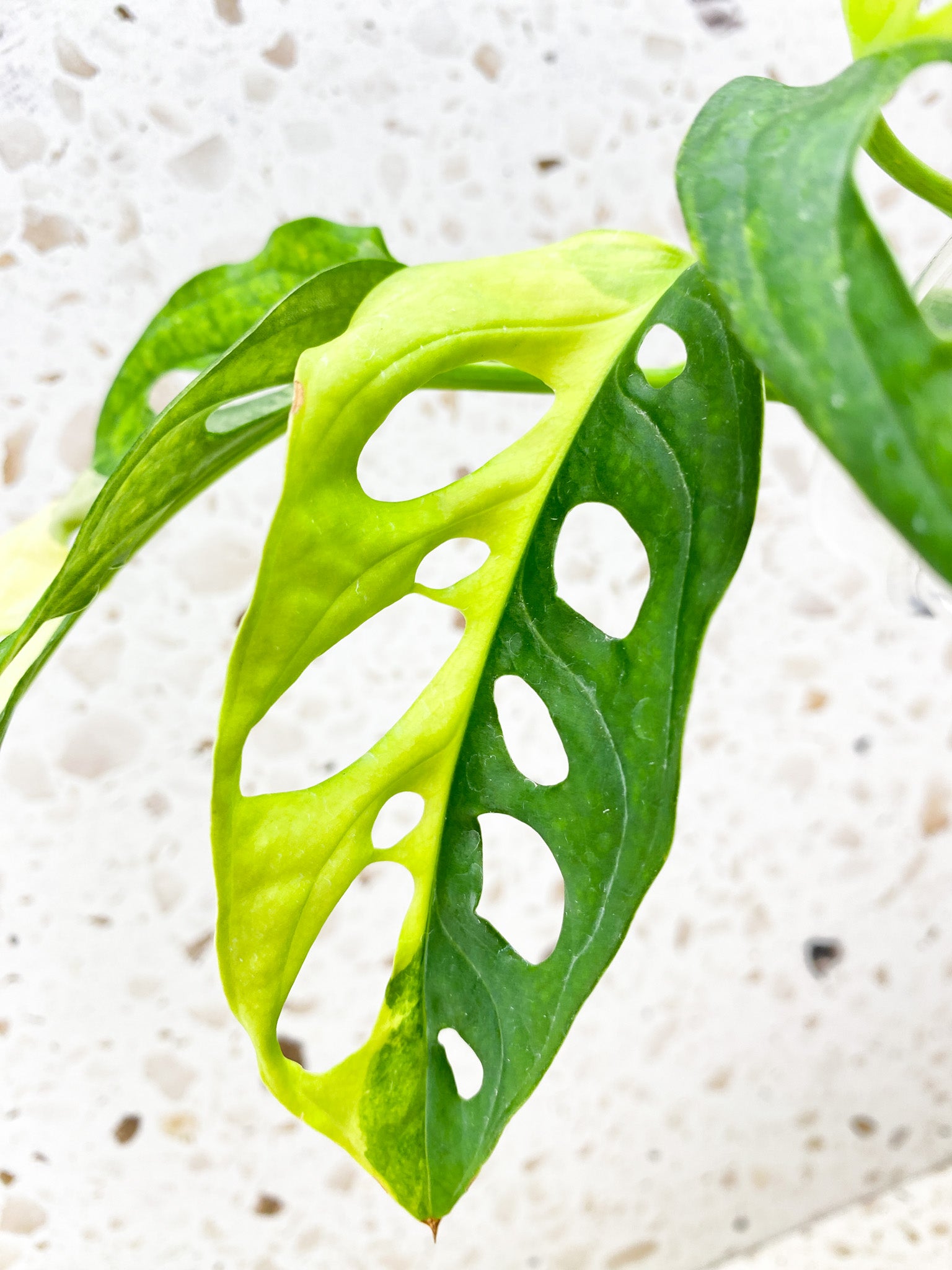 Monstera Adansonii Aurea 3 leaves (ROOTING)