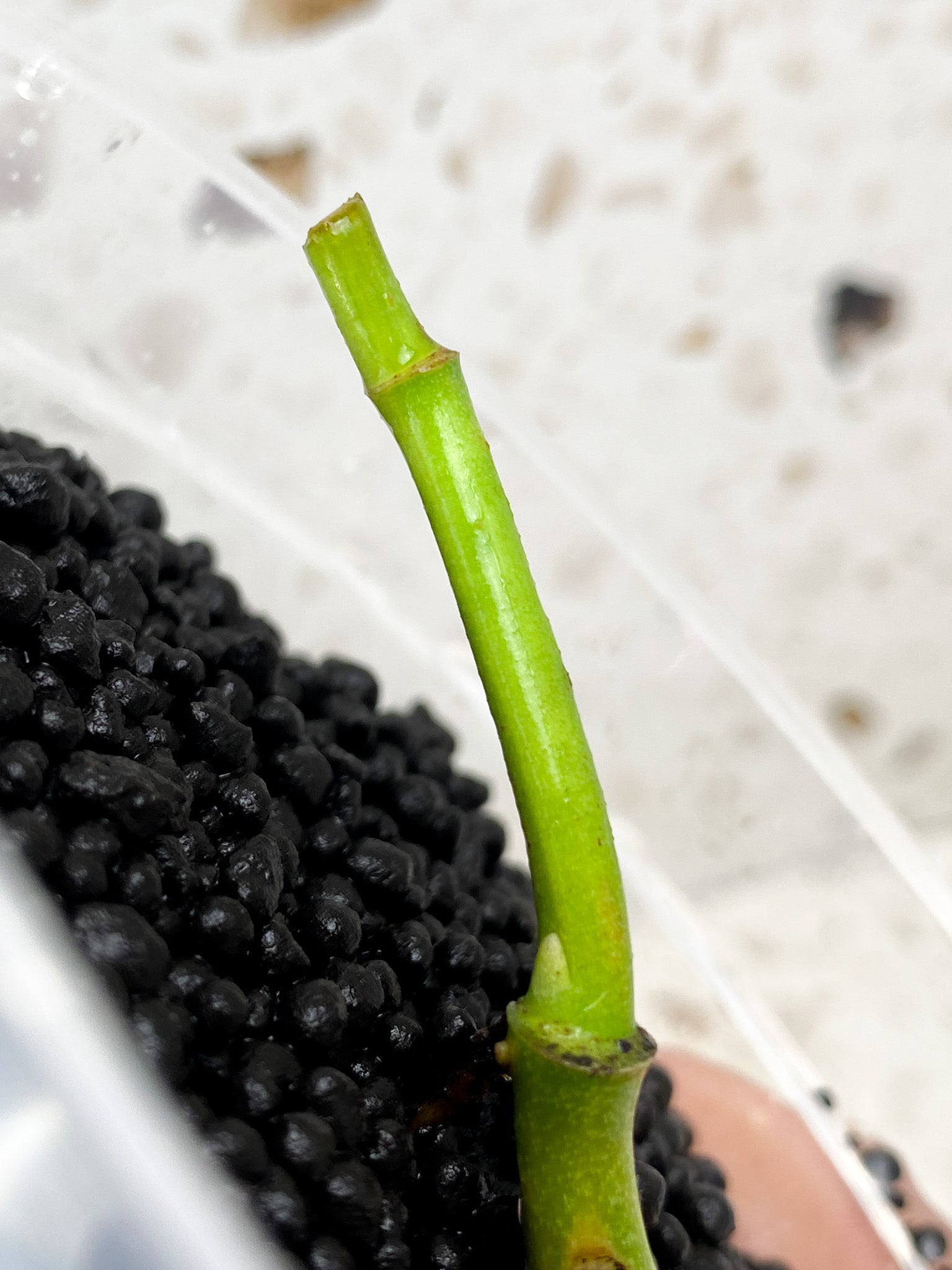 Monstera Peru Variegated node