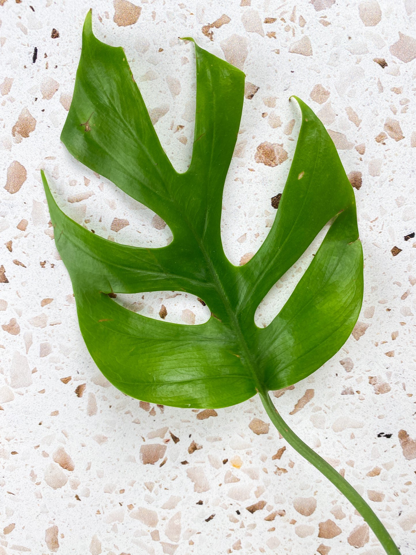 Rhaphidophora sp. Flame 1 leaf 1 sprout