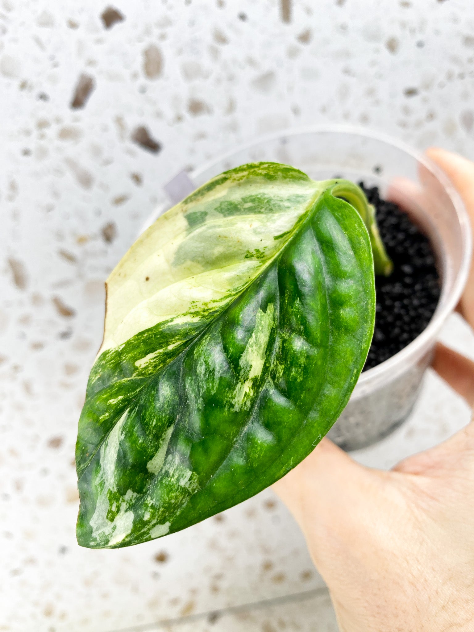 Monstera Peru Variegated 1 leaf (ROOTING)