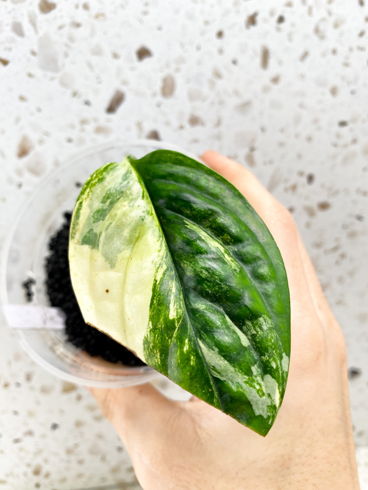 Monstera Peru Variegated 1 leaf (ROOTING)