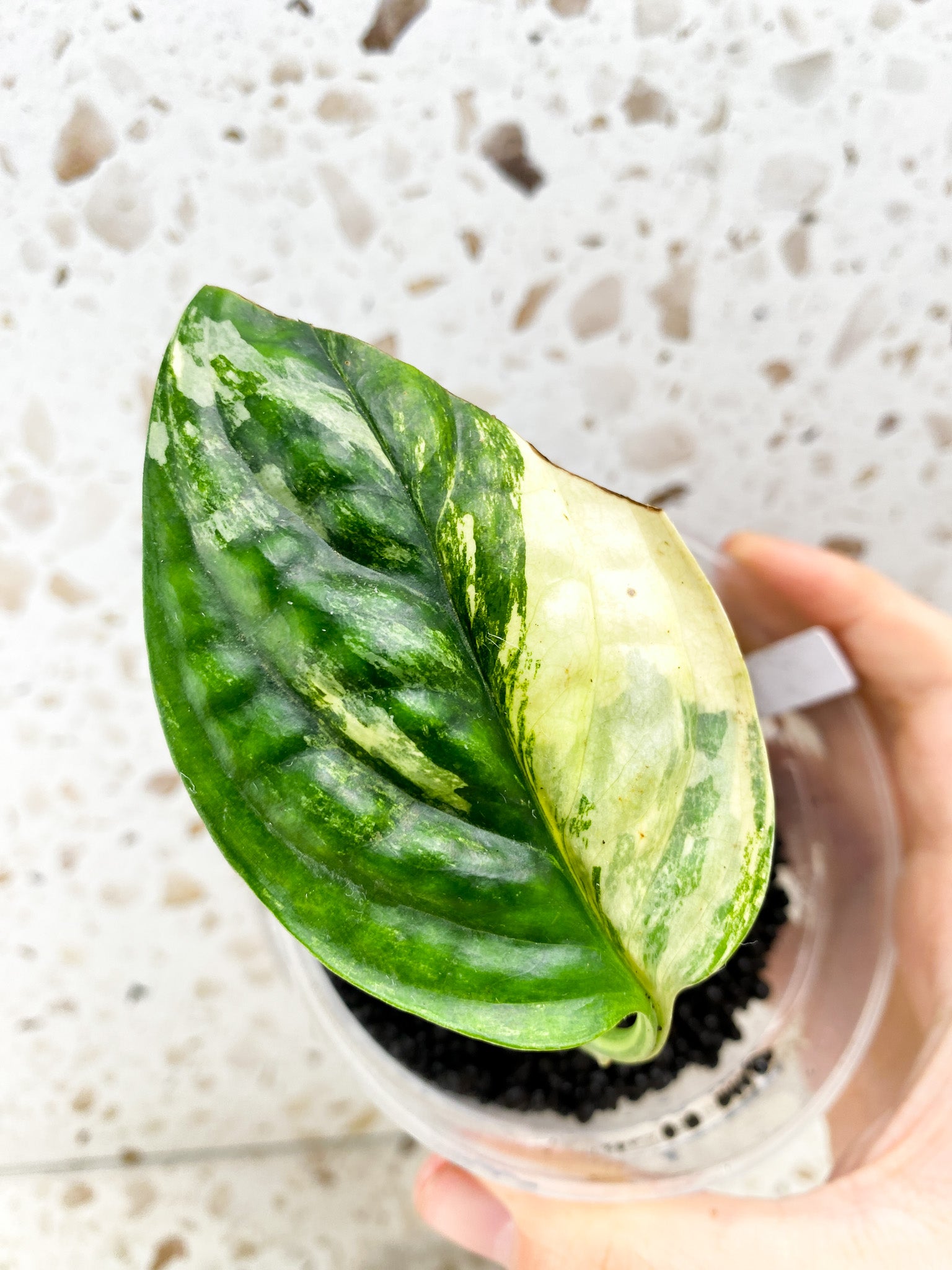 Monstera Peru Variegated 1 leaf (ROOTING)