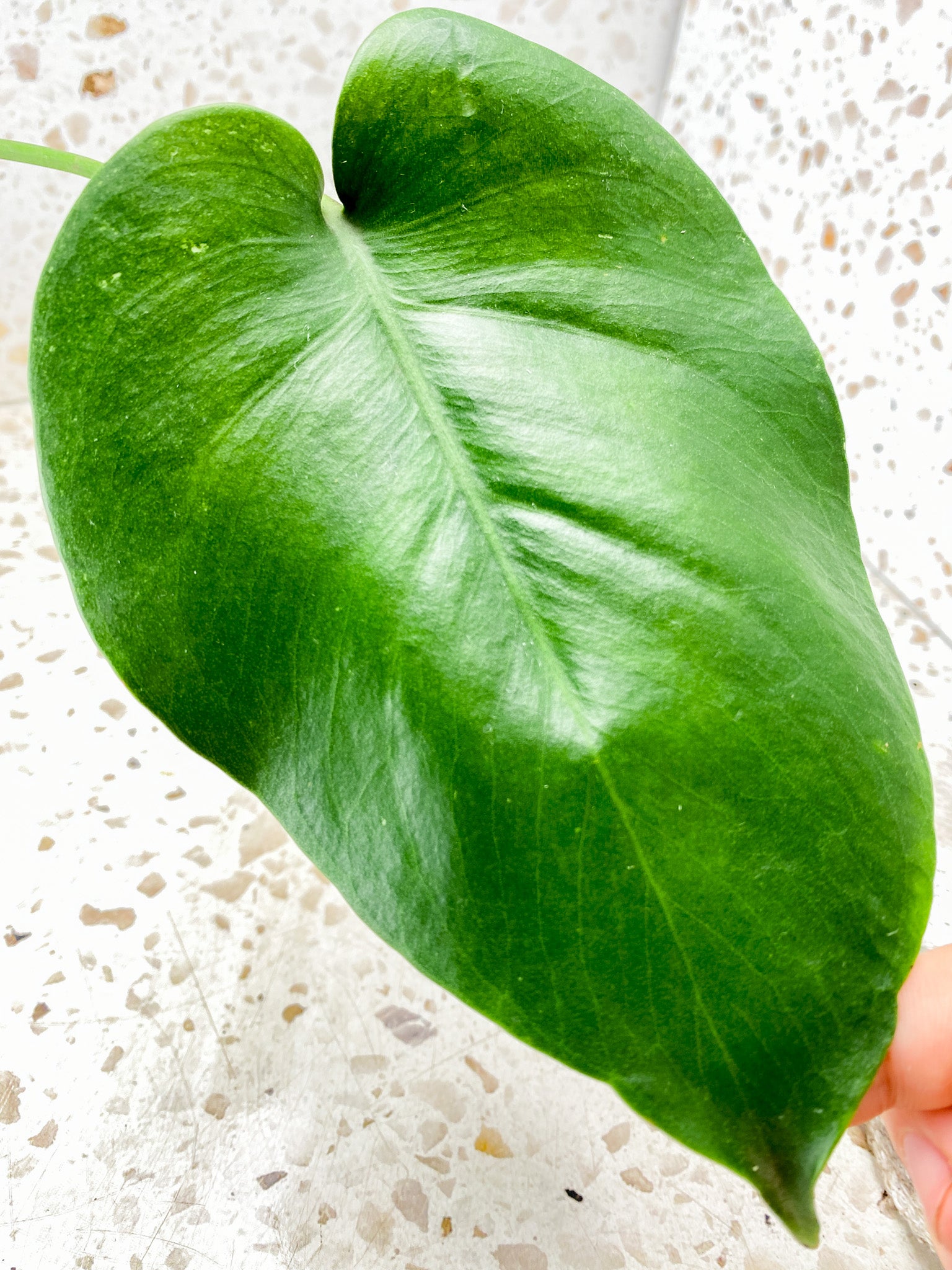 Monstera White Monster 1 leaf