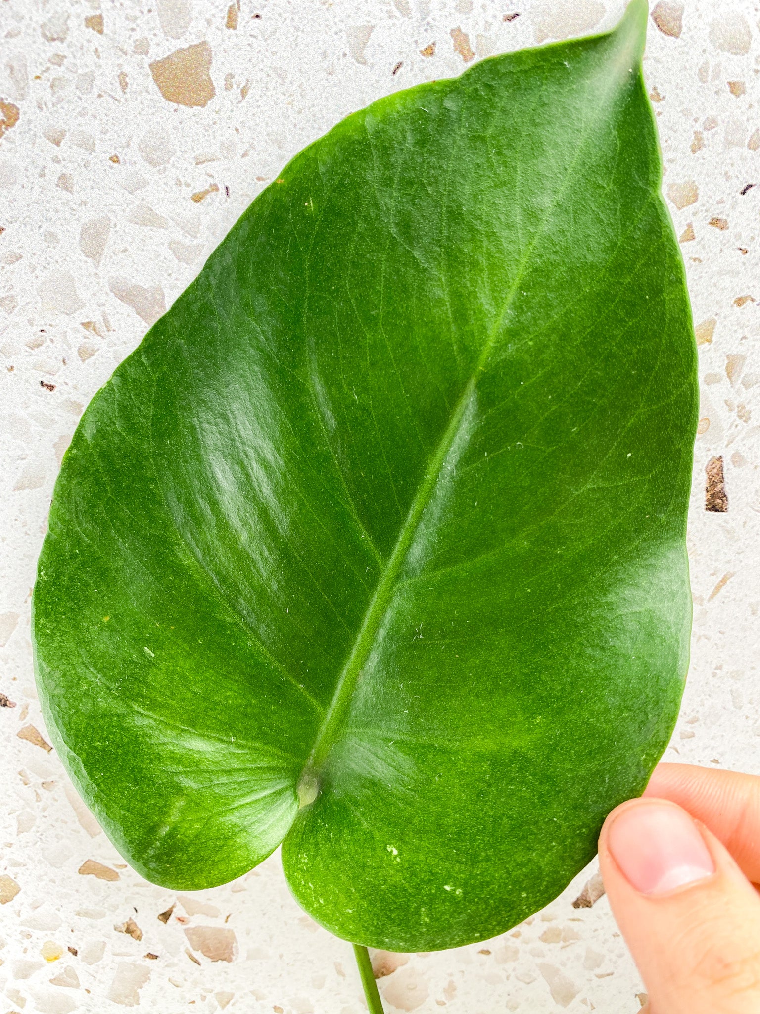 Monstera White Monster 1 leaf