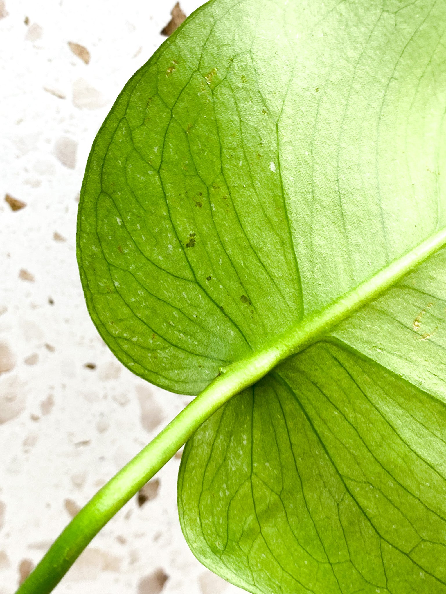 Monstera White Monster 1 leaf