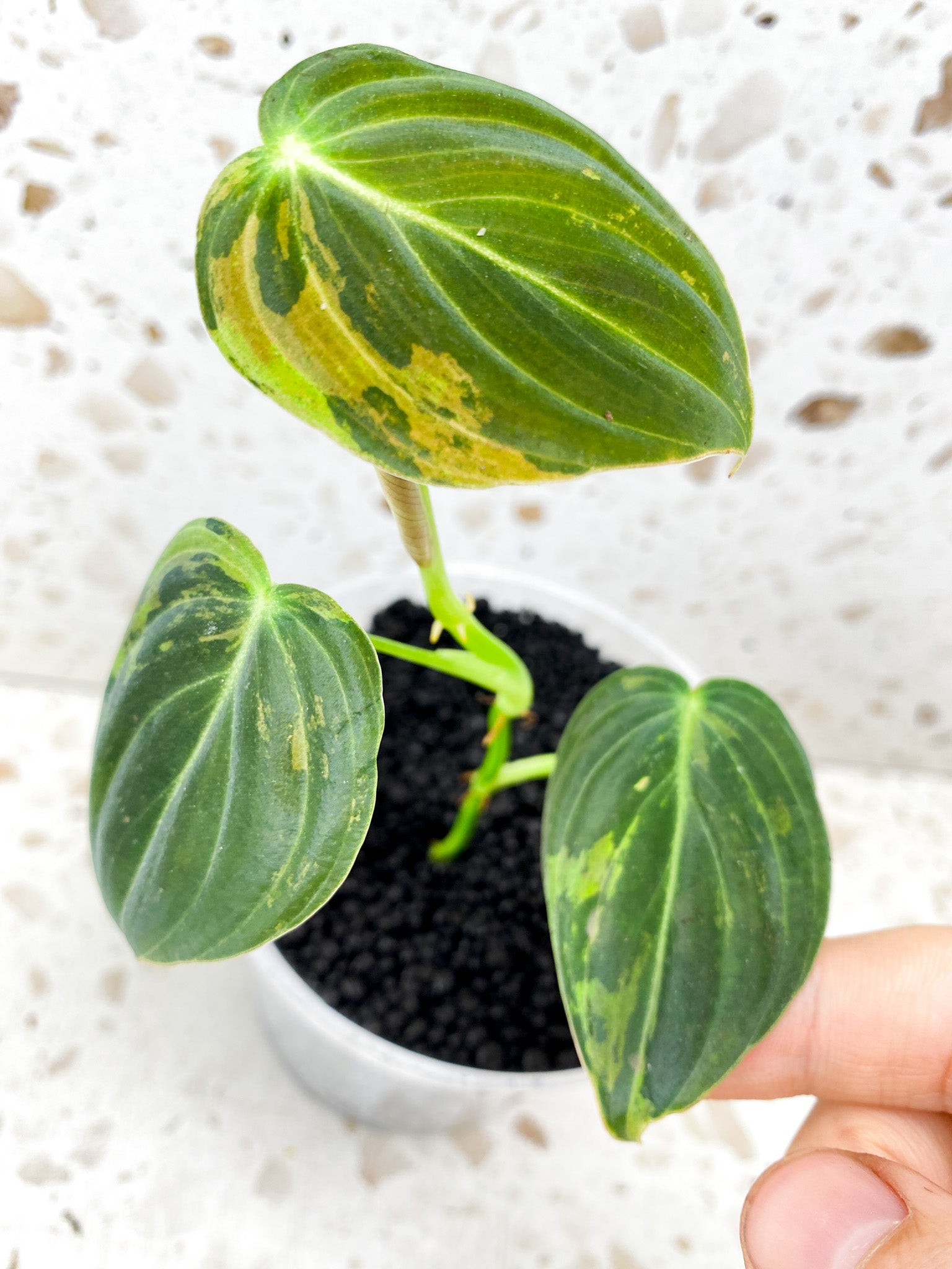 Philodendron Melanochrysum Variegated 3 leaves 1 shoot top cutting