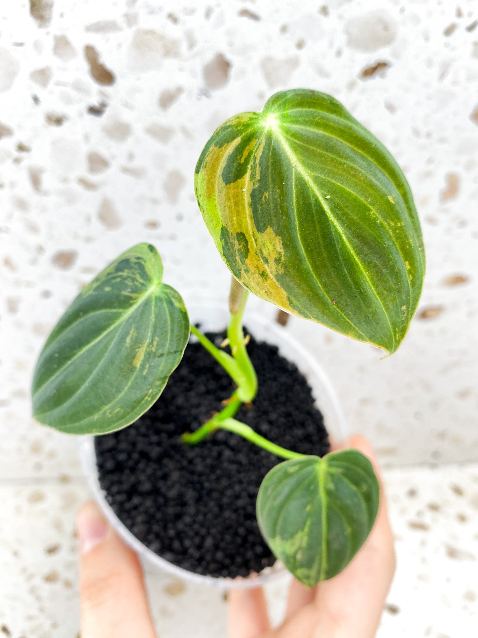 Philodendron Melanochrysum Variegated 3 leaves 1 shoot top cutting