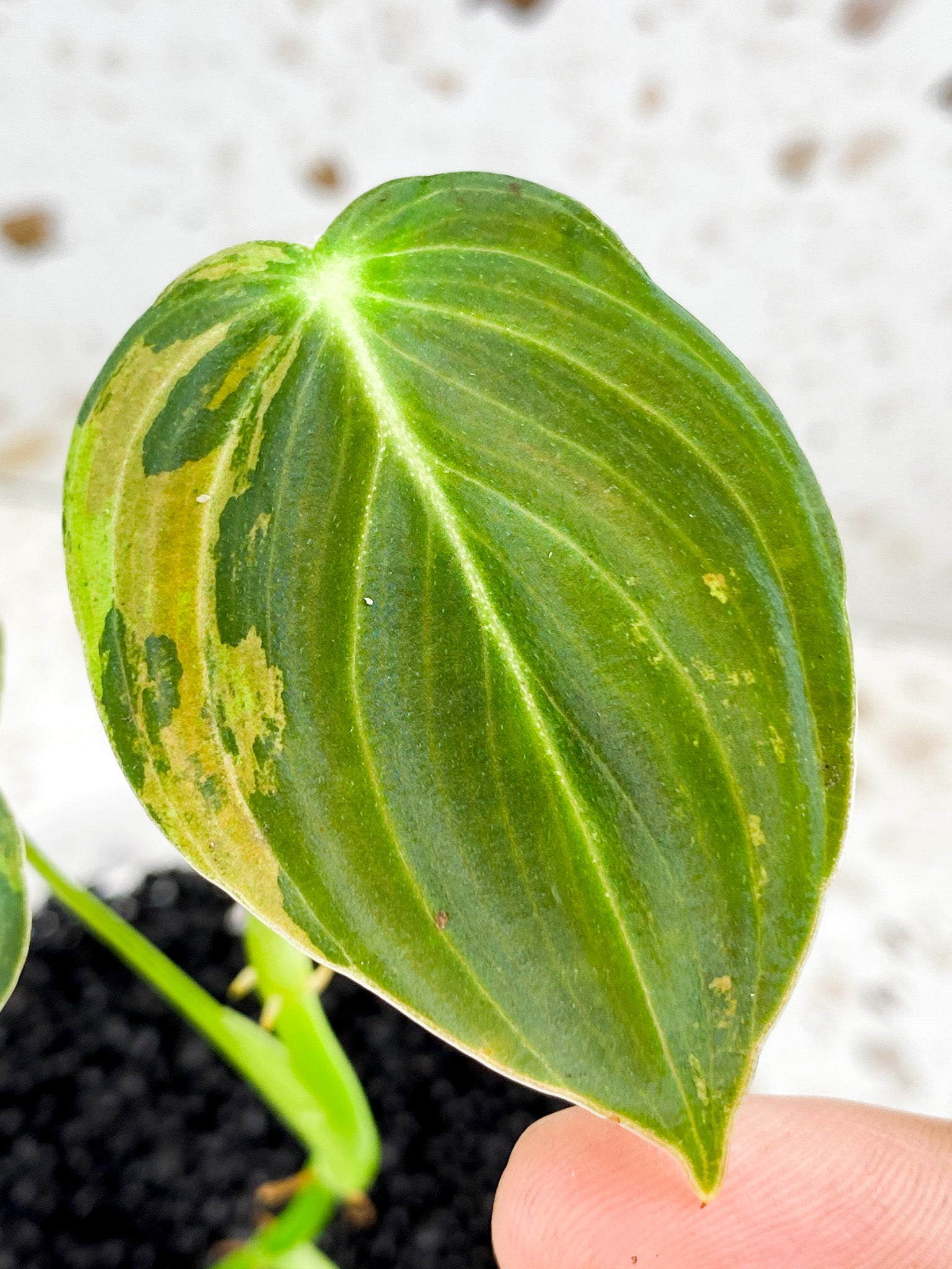 Philodendron Melanochrysum Variegated 3 leaves 1 shoot top cutting