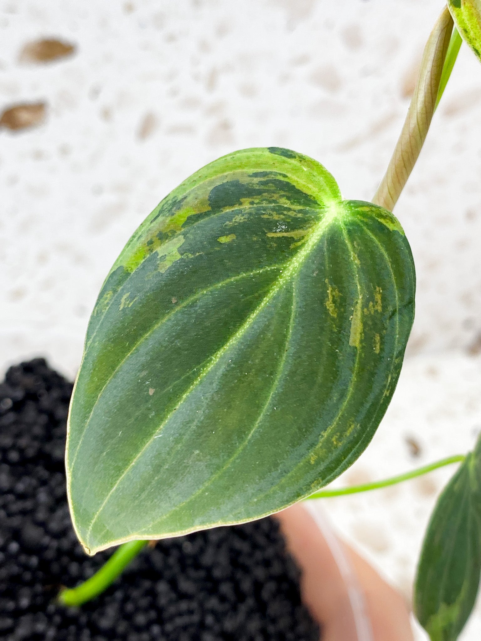 Philodendron Melanochrysum Variegated 3 leaves 1 shoot top cutting