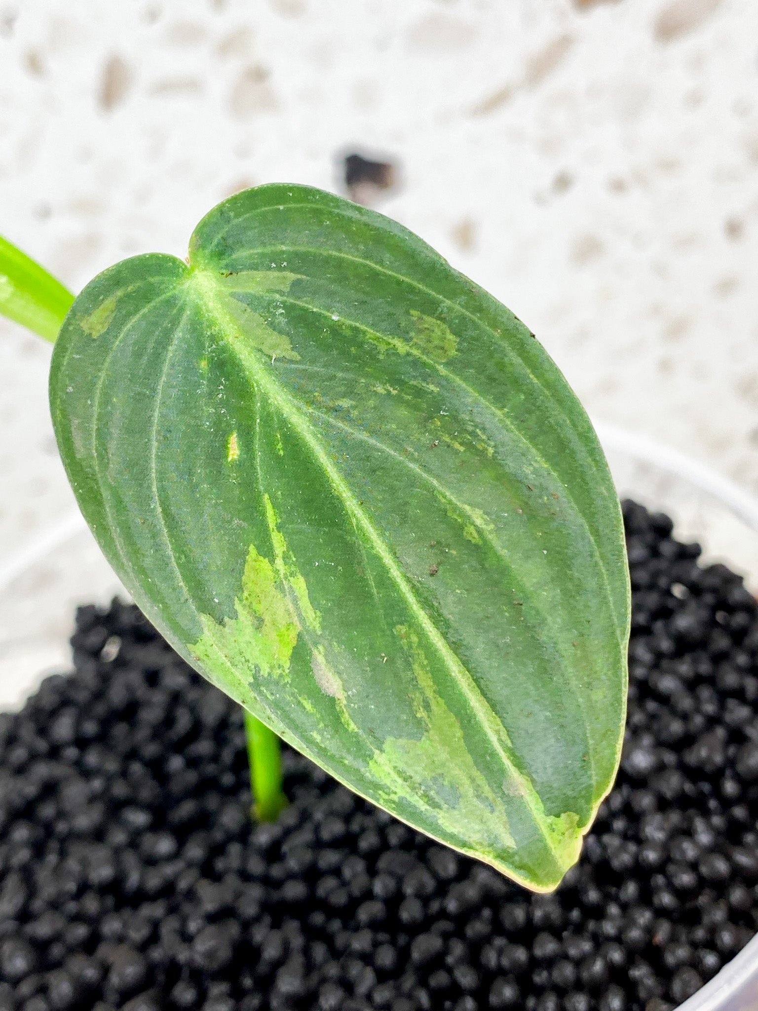 Philodendron Melanochrysum Variegated 3 leaves 1 shoot top cutting