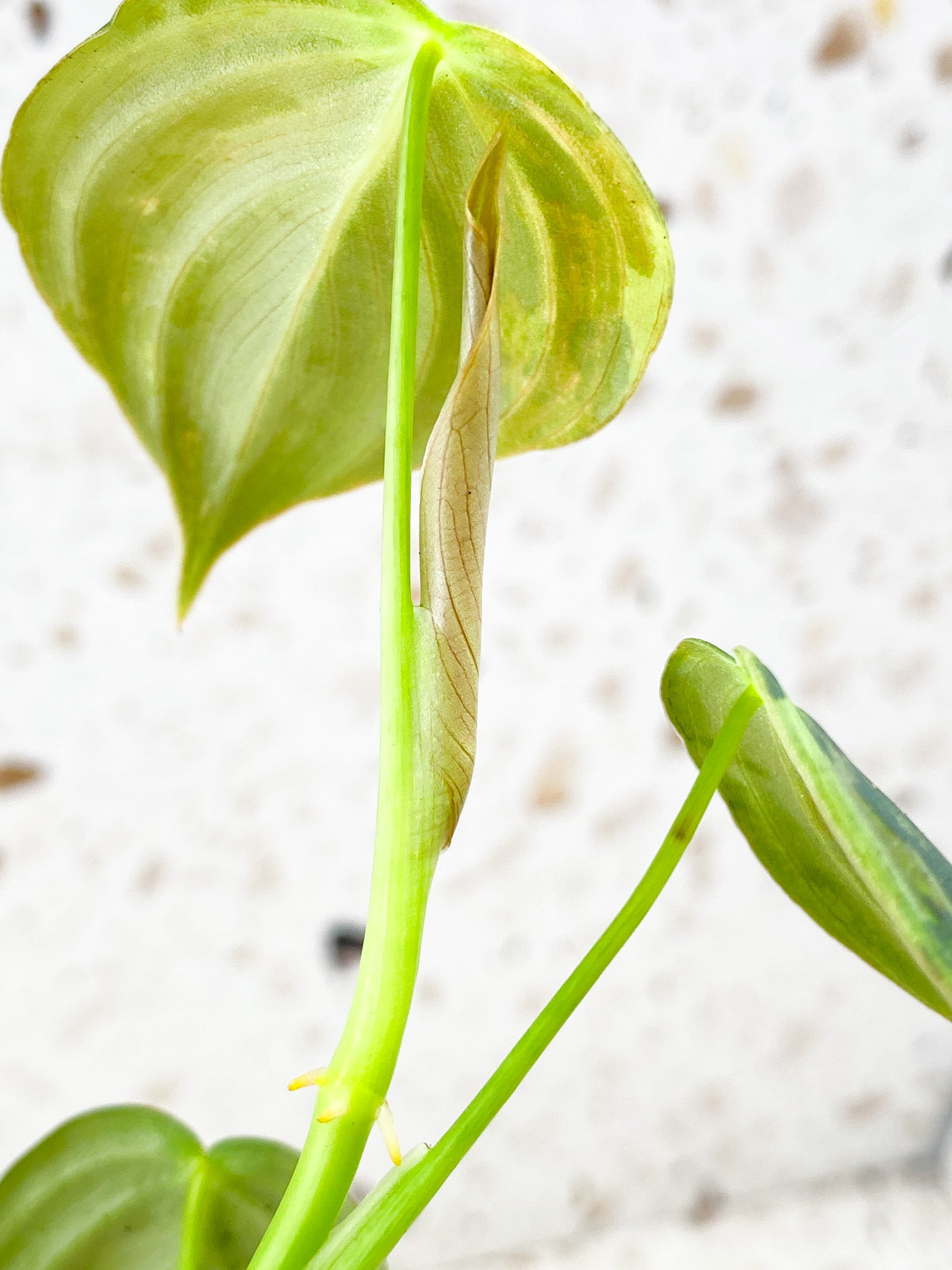 Philodendron Melanochrysum Variegated 3 leaves 1 shoot top cutting