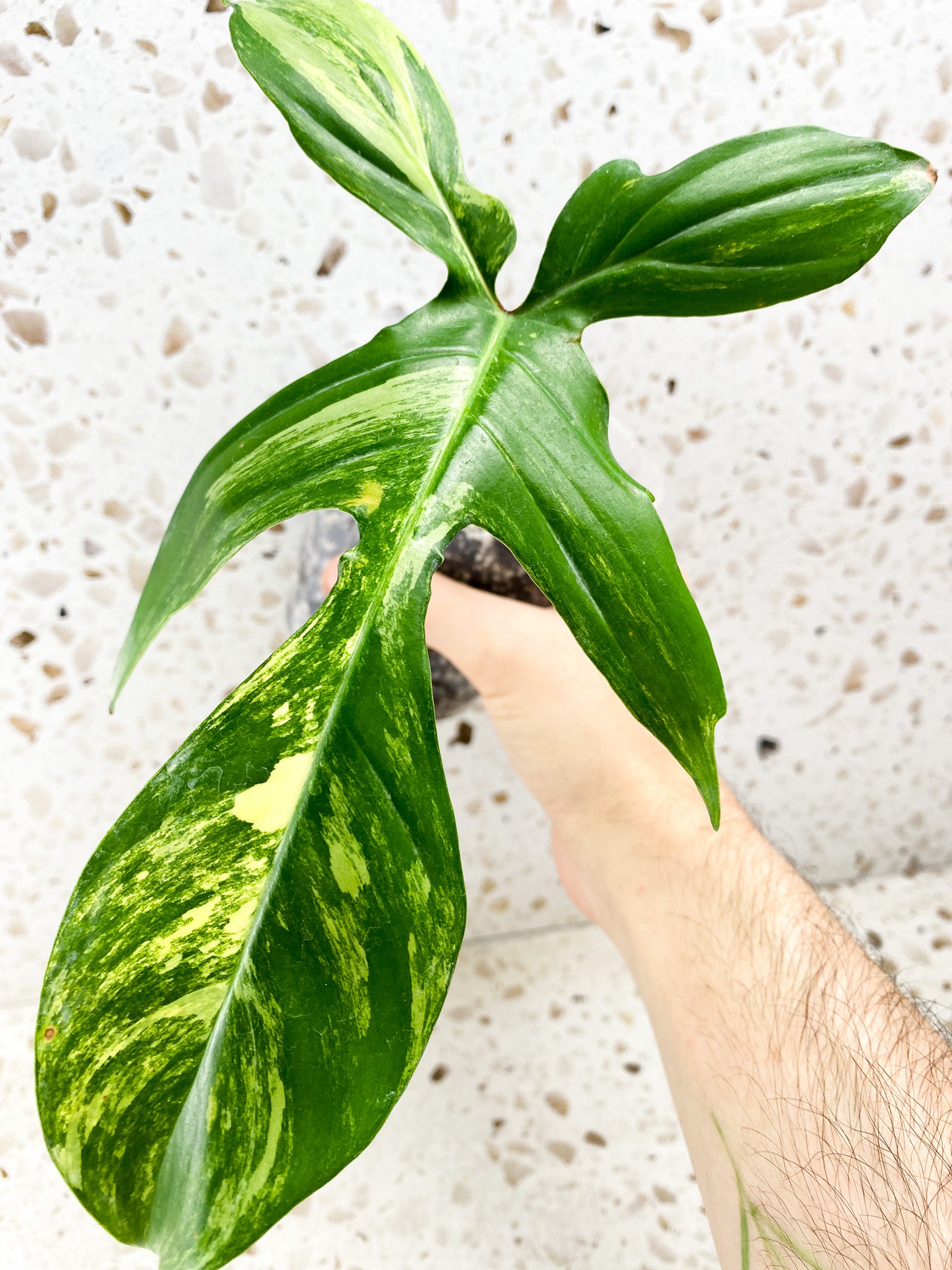 Philodendron Florida Beauty 1 leaf