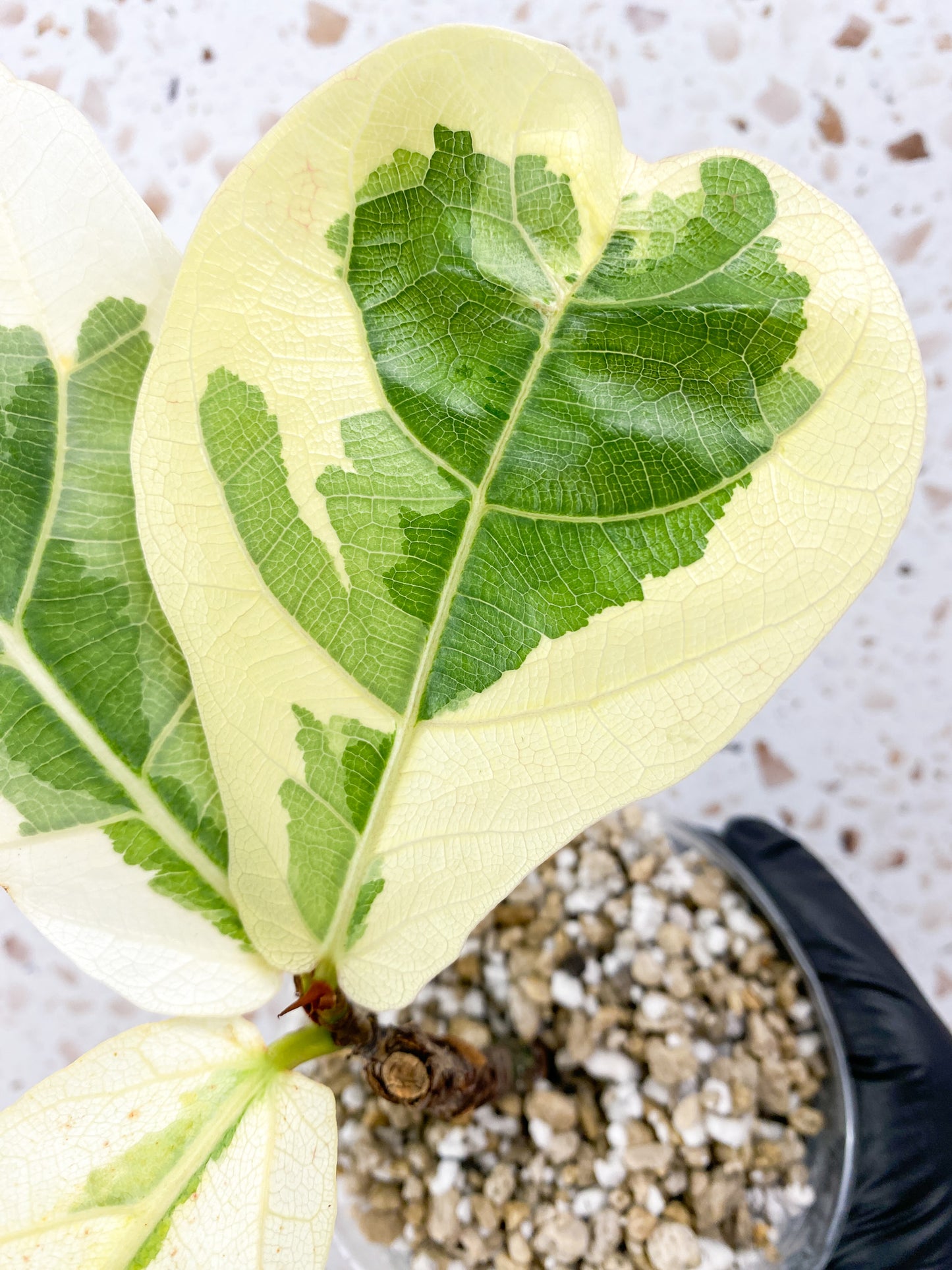 Ficus Lyrata Variegated (Fiddle Leaf Fig) 3 leaves