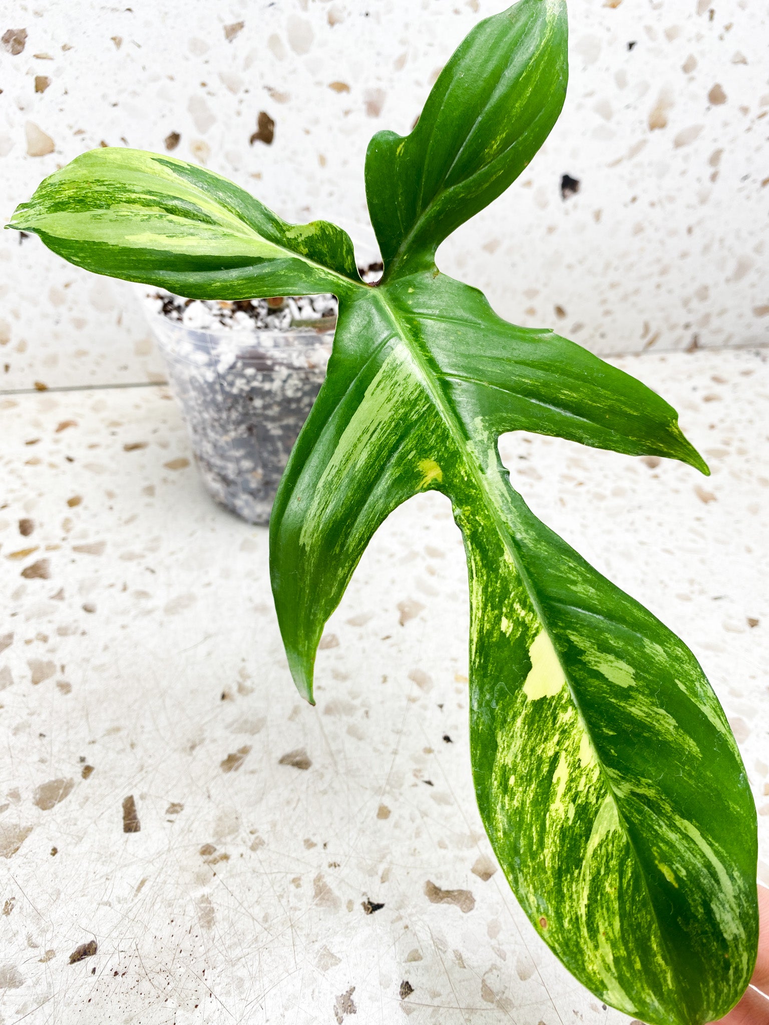 Philodendron Florida Beauty 1 leaf