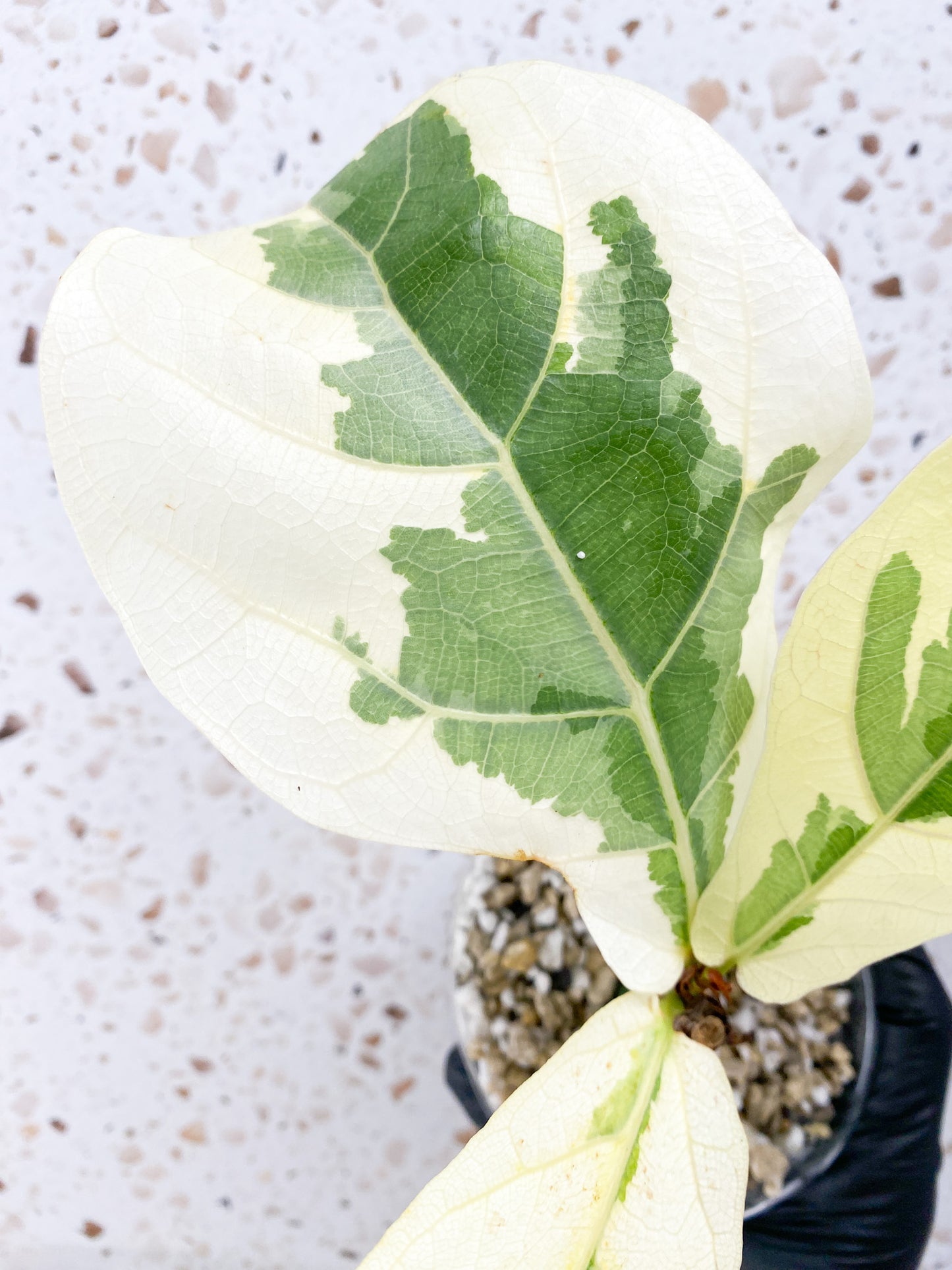Ficus Lyrata Variegated (Fiddle Leaf Fig) 3 leaves