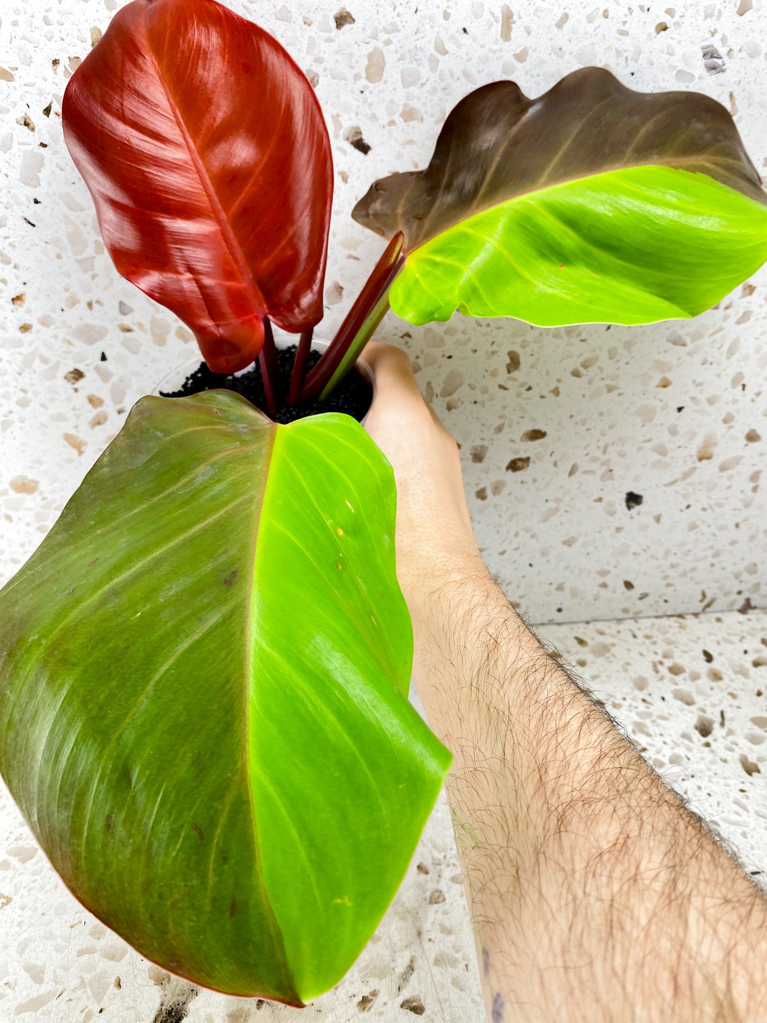 Philodendron Red Moon 3 leaves 1 shoot top cutting highly variegated