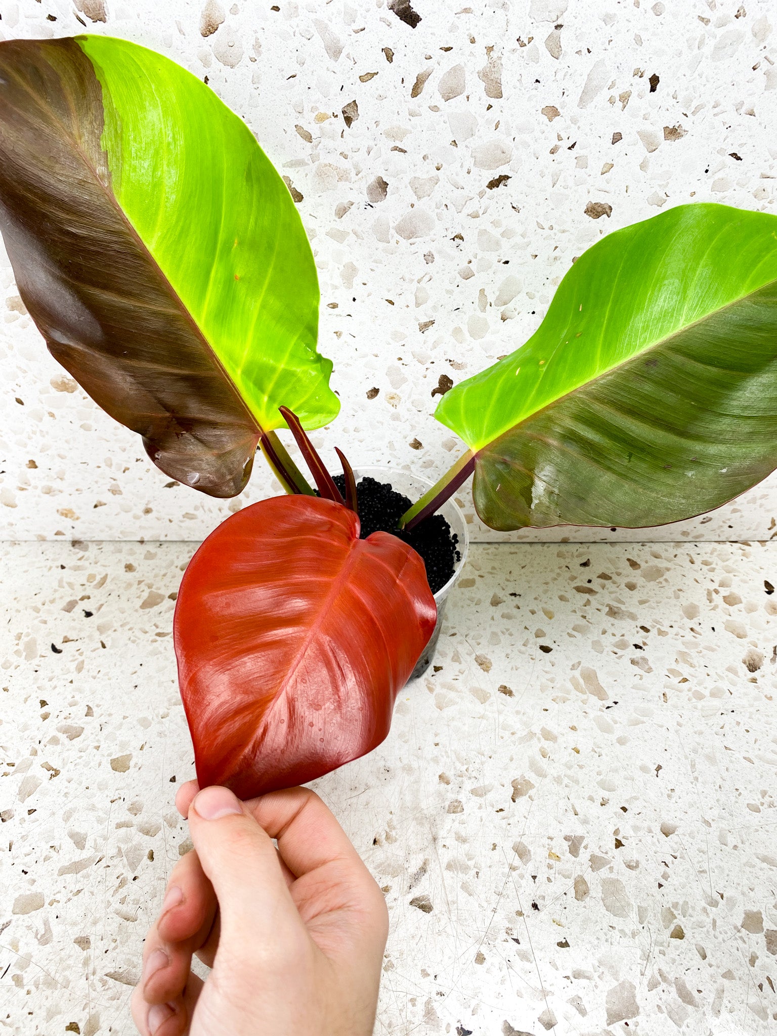 Philodendron Red Moon 3 leaves 1 shoot top cutting highly variegated