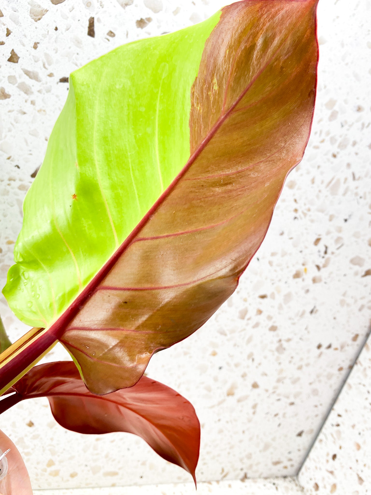 Philodendron Red Moon 3 leaves 1 shoot top cutting highly variegated