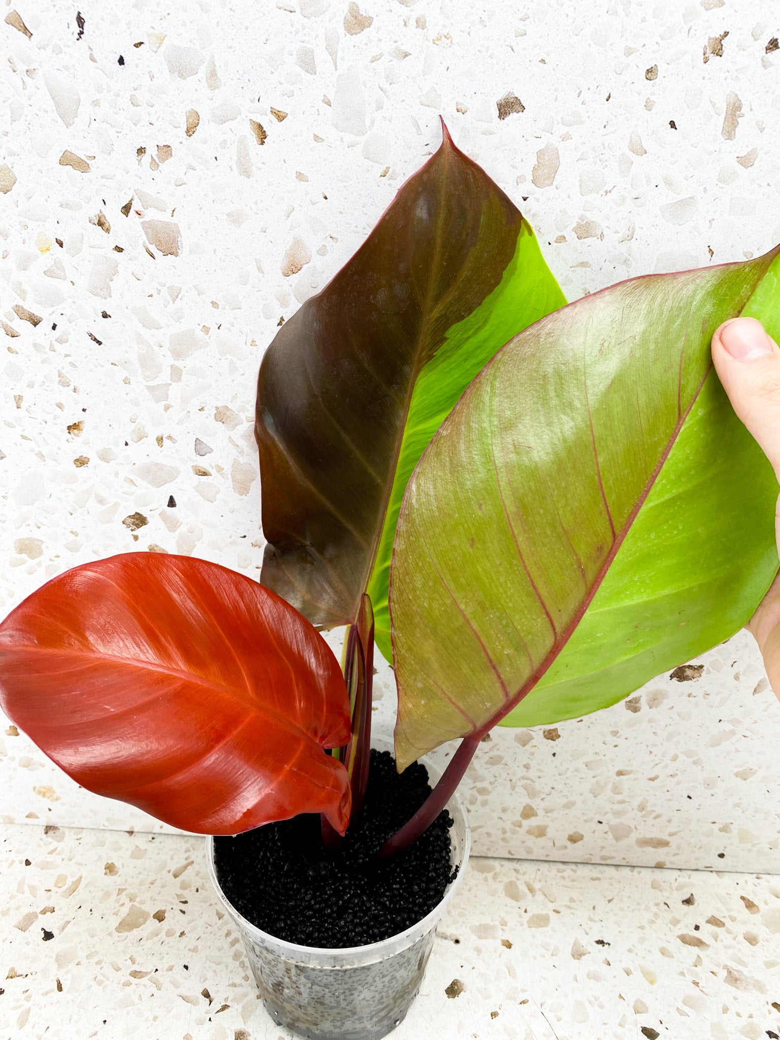 Philodendron Red Moon 3 leaves 1 shoot top cutting highly variegated