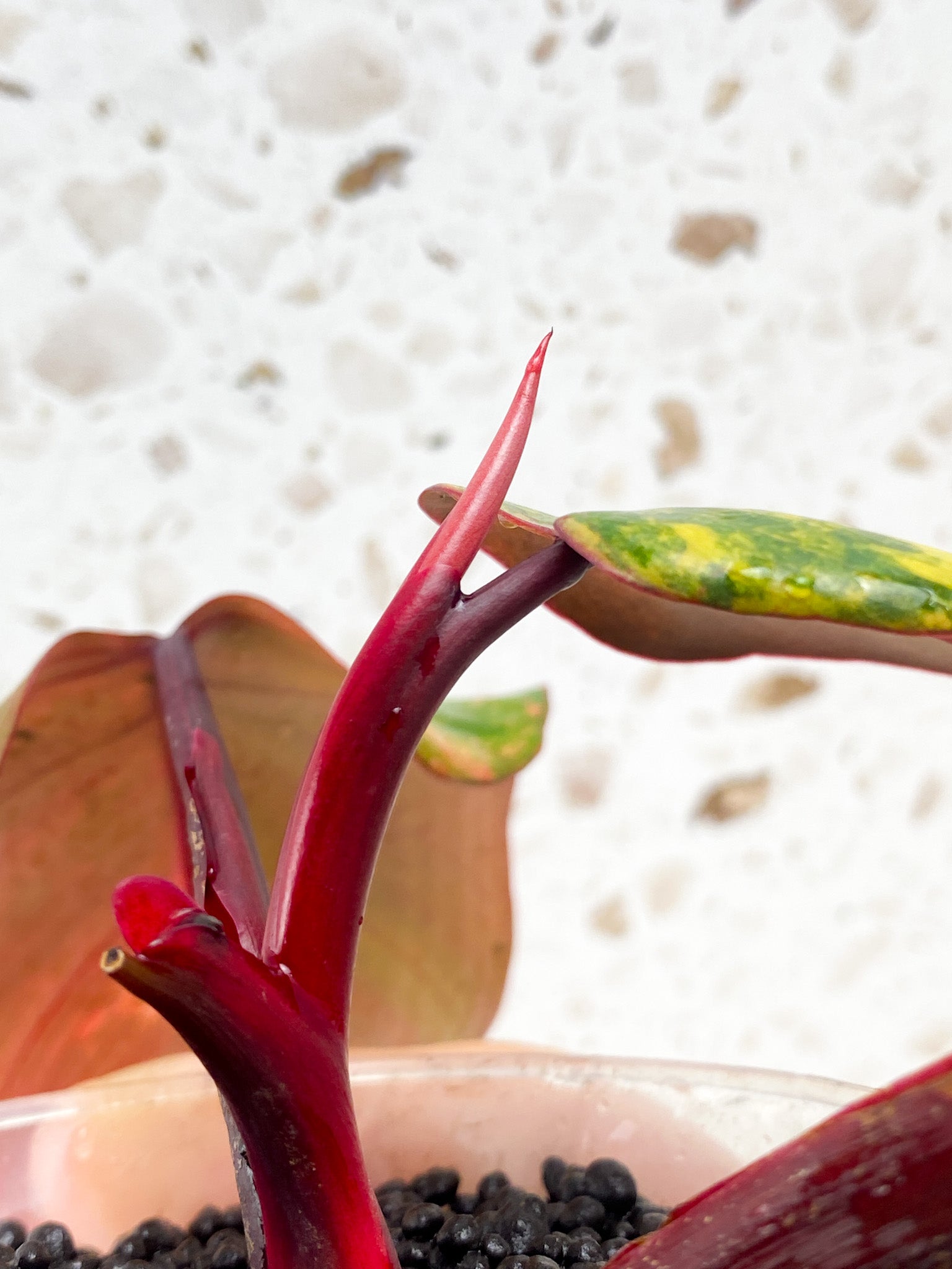 Philodendron Strawberry Shake 3 leaves 1 shoot top cutting