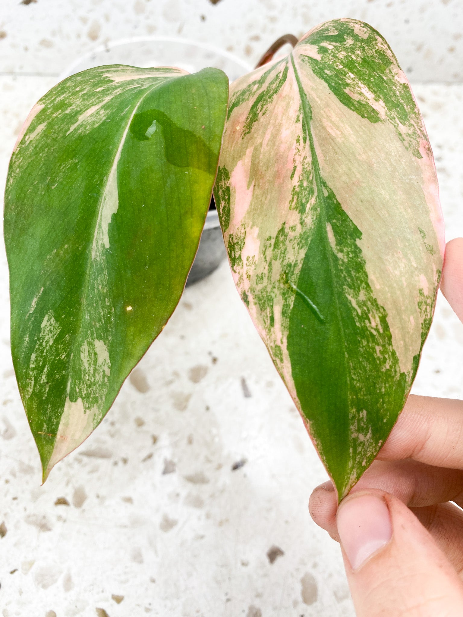 Philodendron Strawberry Shake 2 leaves