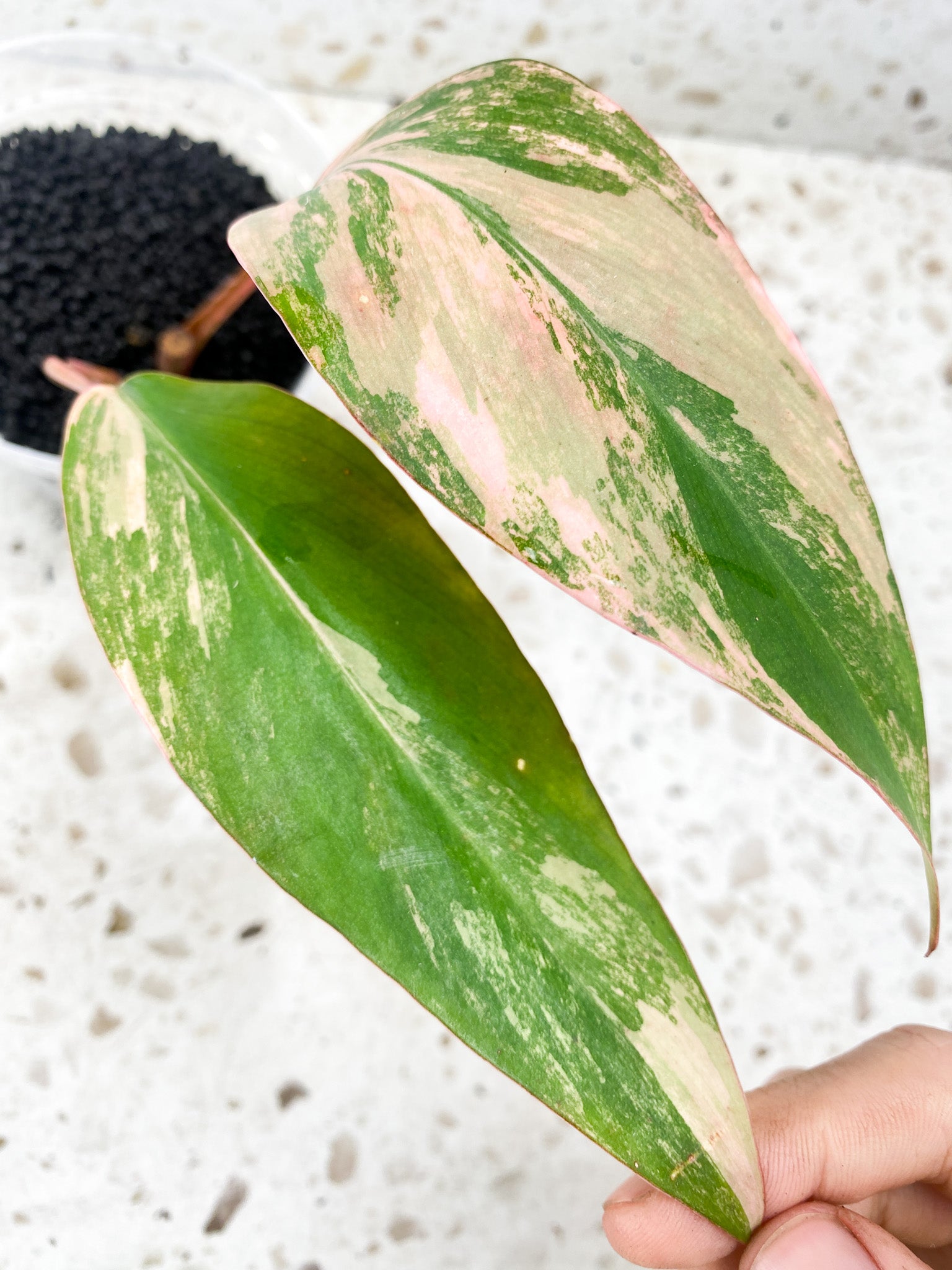 Philodendron Strawberry Shake 2 leaves