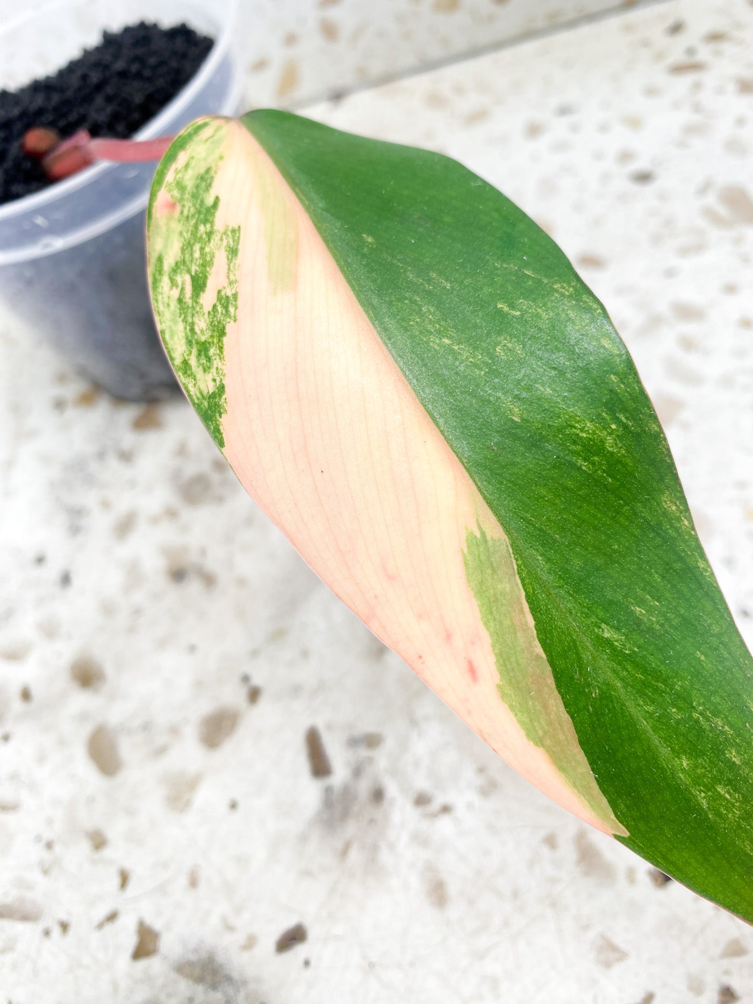 Philodendron Strawberry Shake 1 leaf very pink