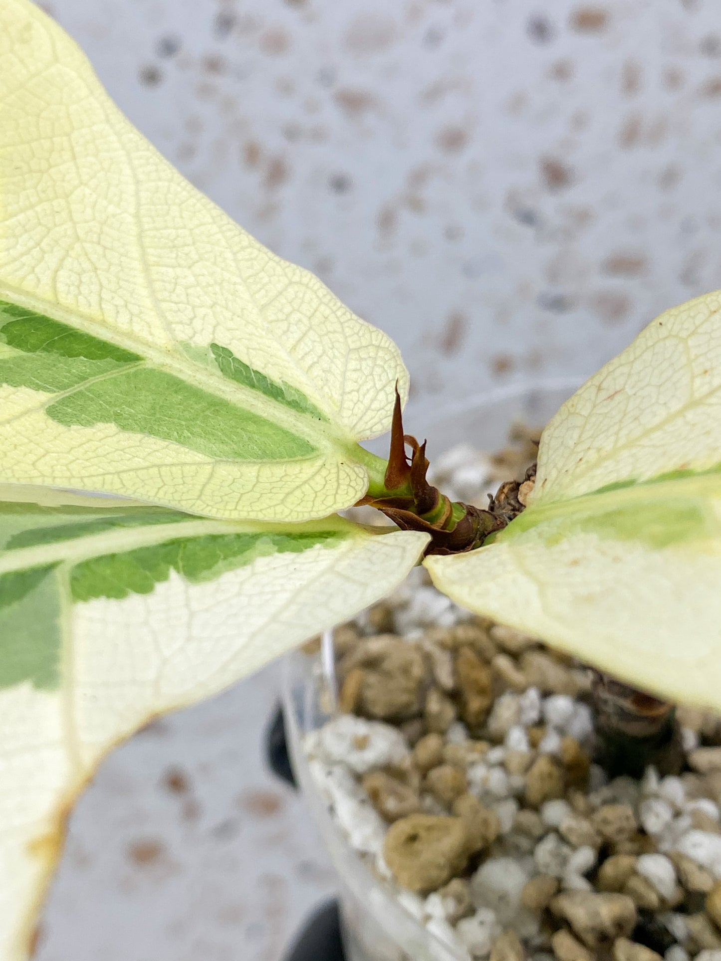 Ficus Lyrata Variegated (Fiddle Leaf Fig) 3 leaves