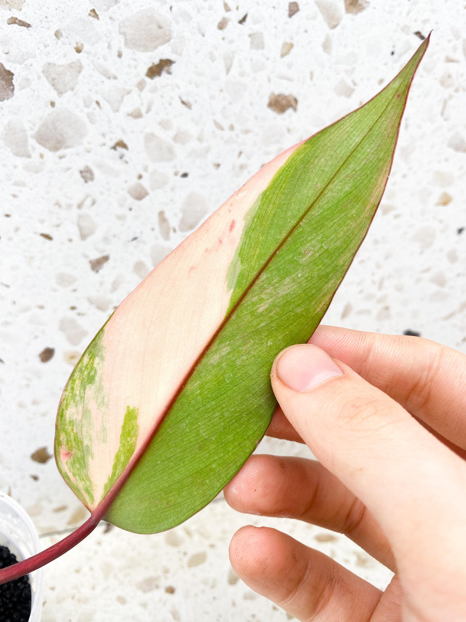 Philodendron Strawberry Shake 1 leaf very pink