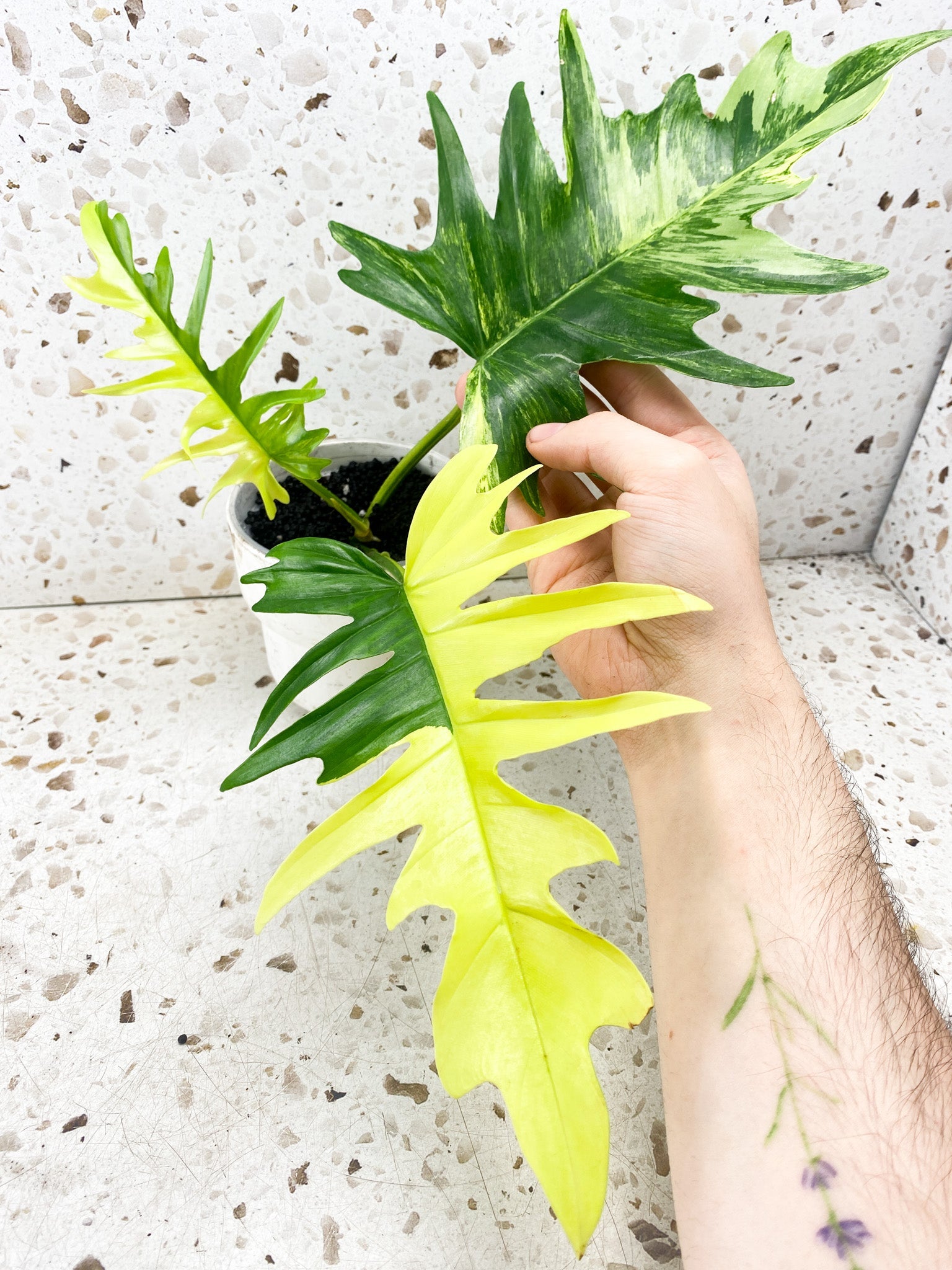 Philodendron Florida Beauty x Tortum 1 leaf