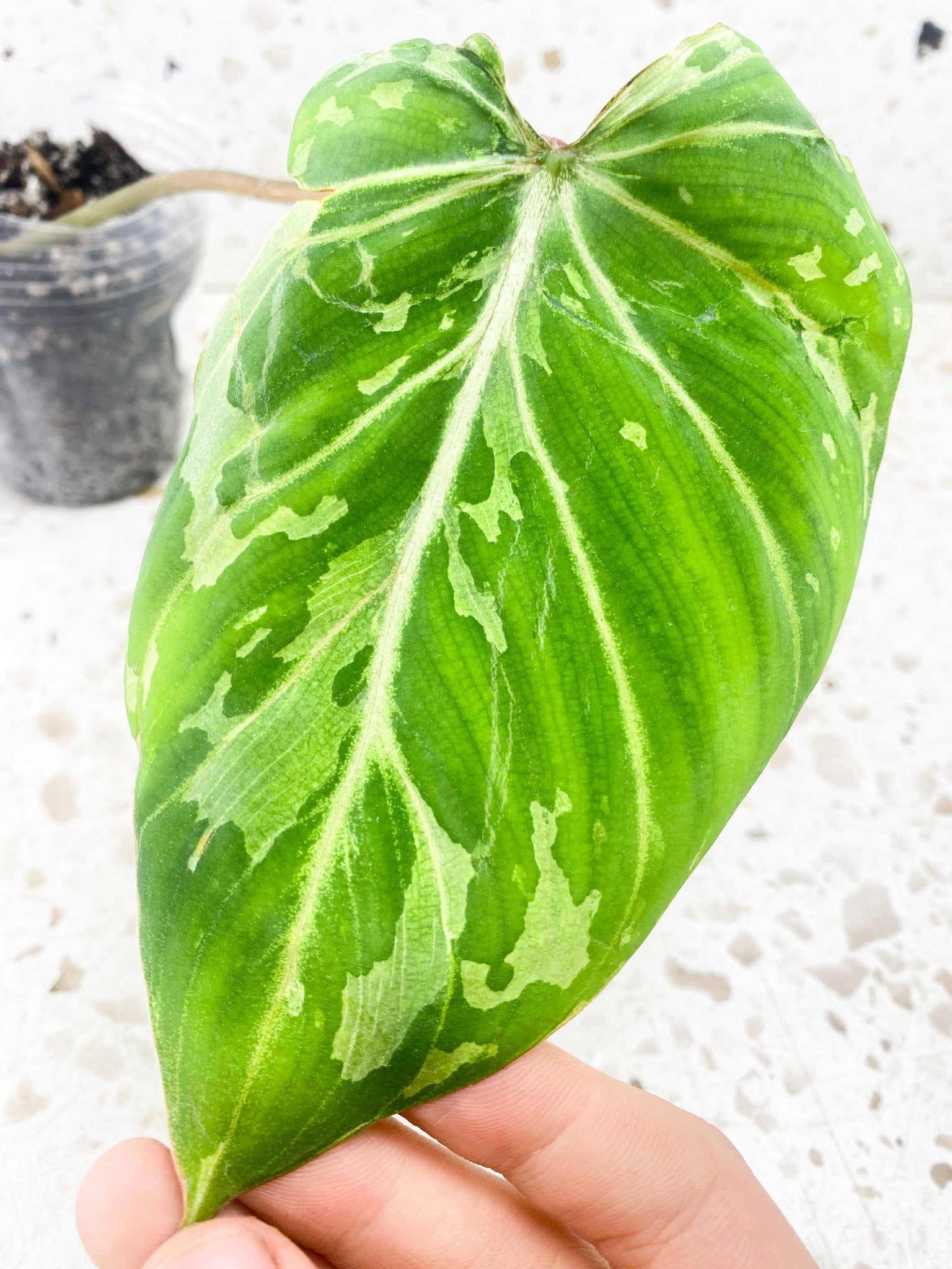 Philodendron Gloriosum 'Snow Leopard' Variegated 1 leaf