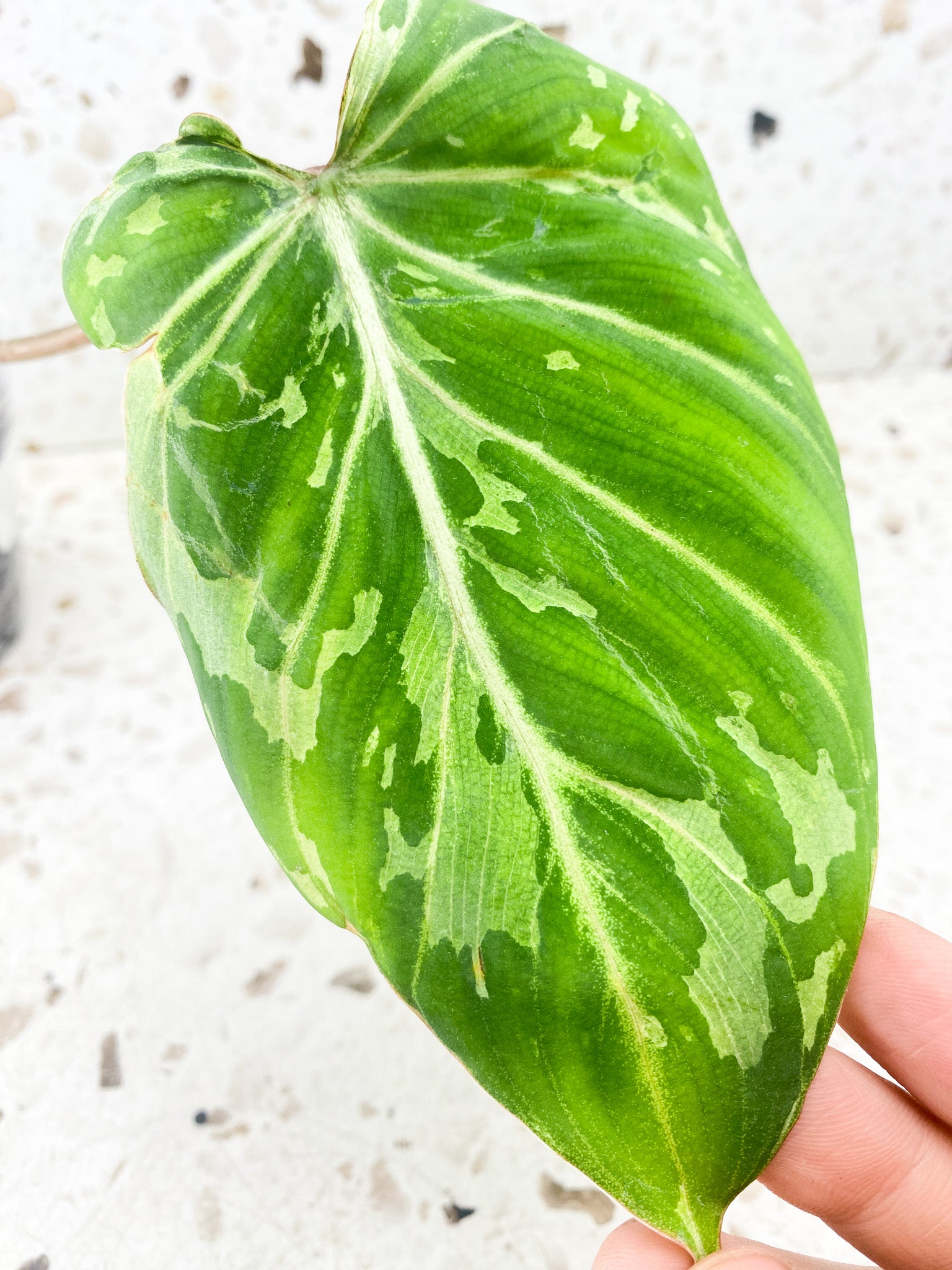 Philodendron Gloriosum 'Snow Leopard' Variegated 1 leaf