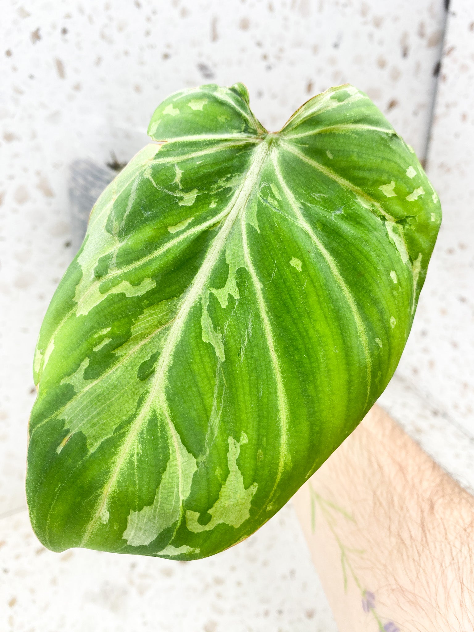 Philodendron Gloriosum 'Snow Leopard' Variegated 1 leaf