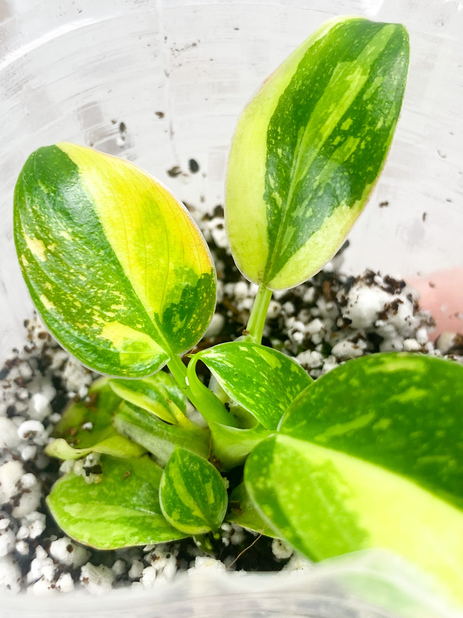 Philodendron Green Congo Hybrid multiple leaves and growth points baby plant