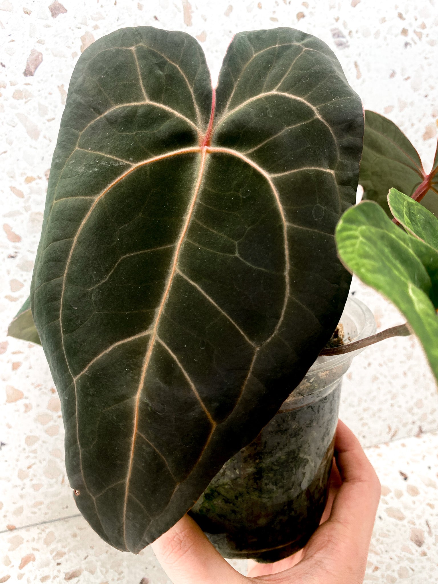 Anthurium Ace of Spades x Forgetii 5 leaf top cutting