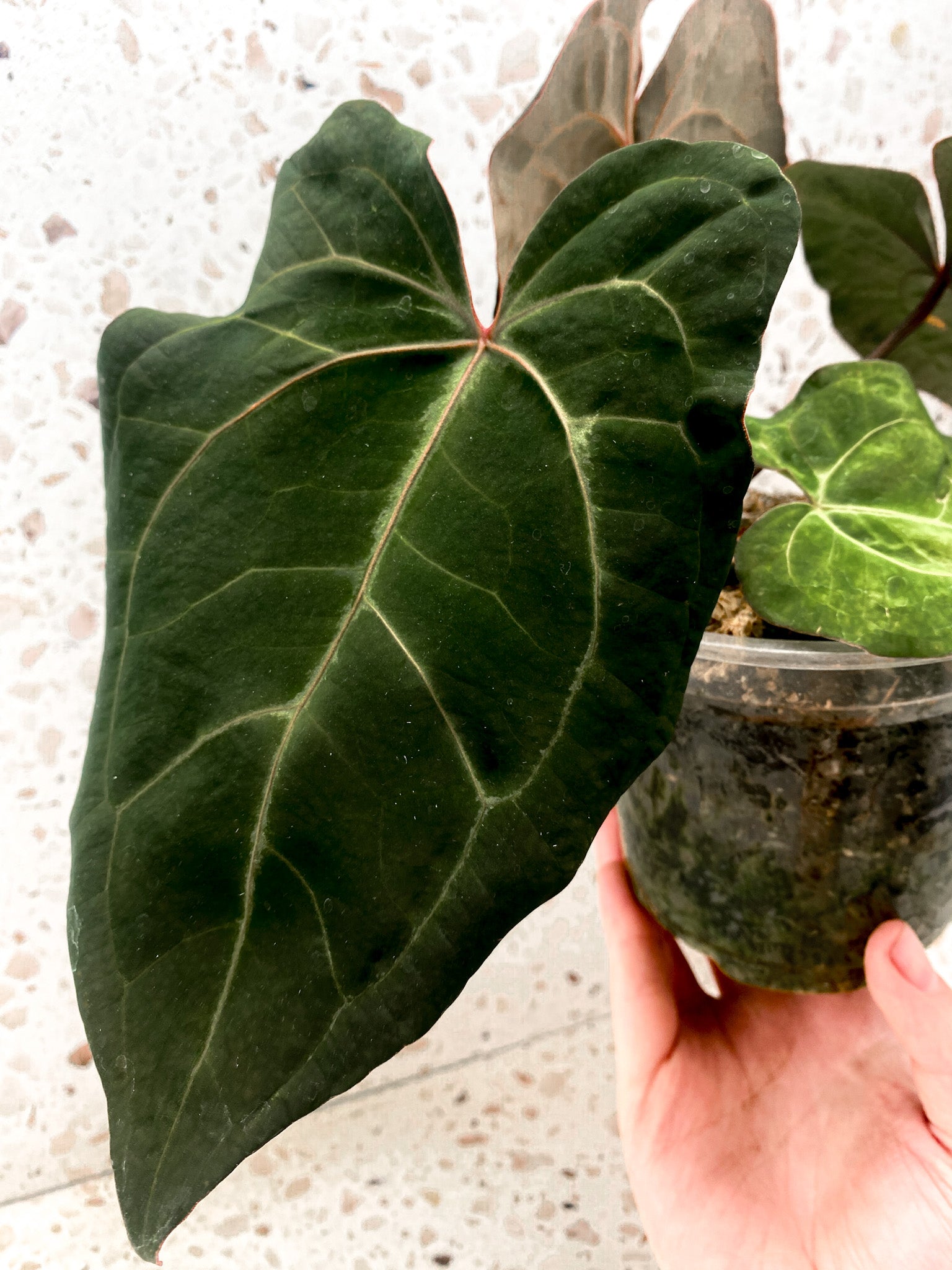 Anthurium Ace of Spades x Forgetii 5 leaf top cutting