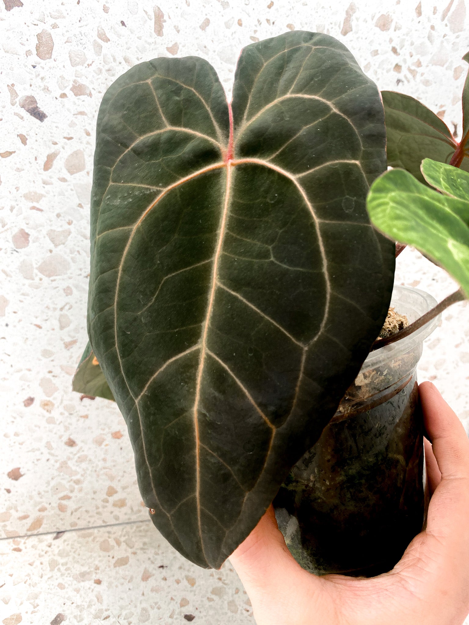 Anthurium Ace of Spades x Forgetii 5 leaf top cutting