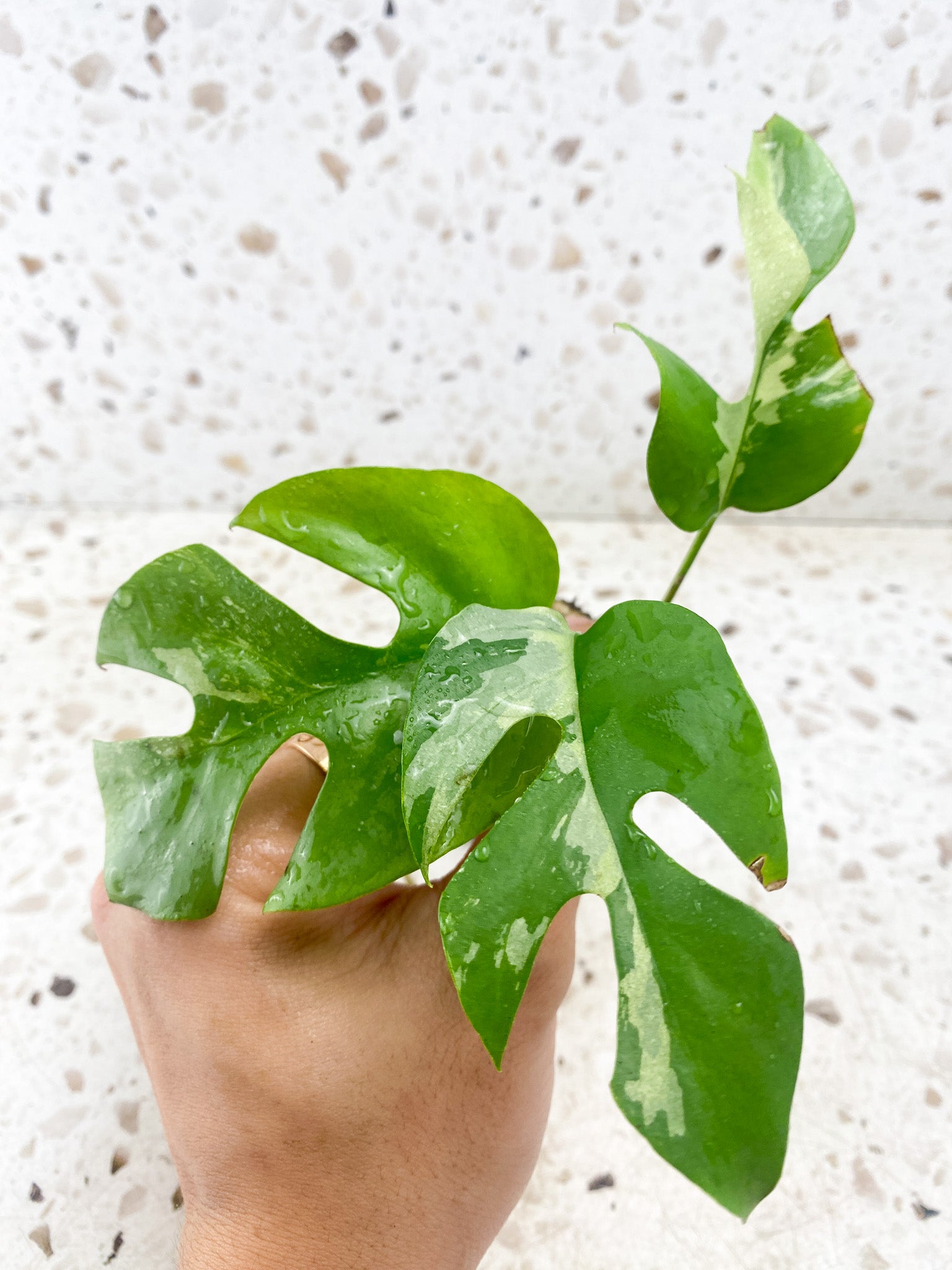 Pre-order: Rhaphidophora Tetrasperma Variegated 3 leaves 1 extra node  (ROOTING)