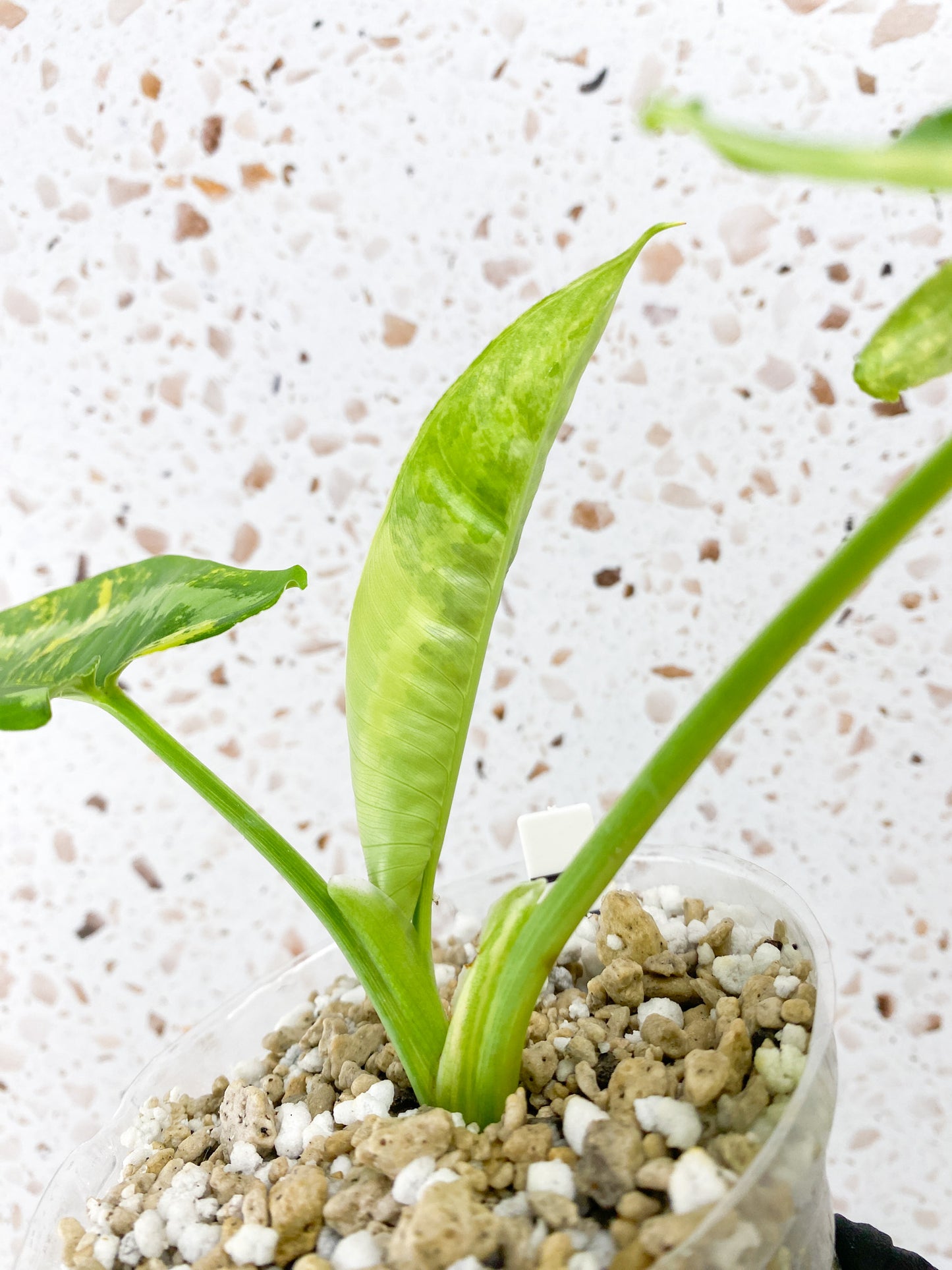 Schismatoglottis Wallichii Variegated 2 leaves 1 unfurling