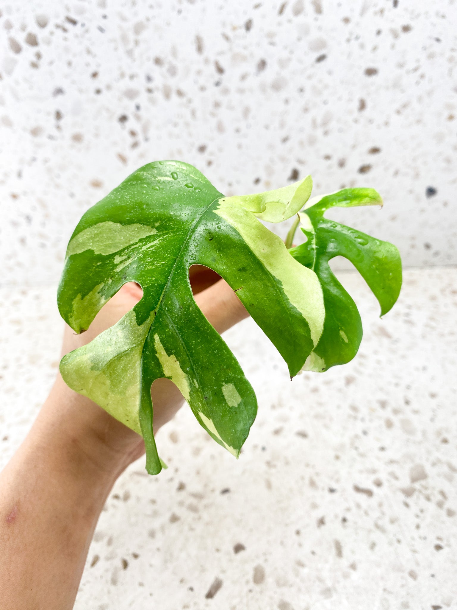 Pre-order: Rhaphidophora Tetrasperma Variegated 2 leaves Top Cutting   (ROOTING)