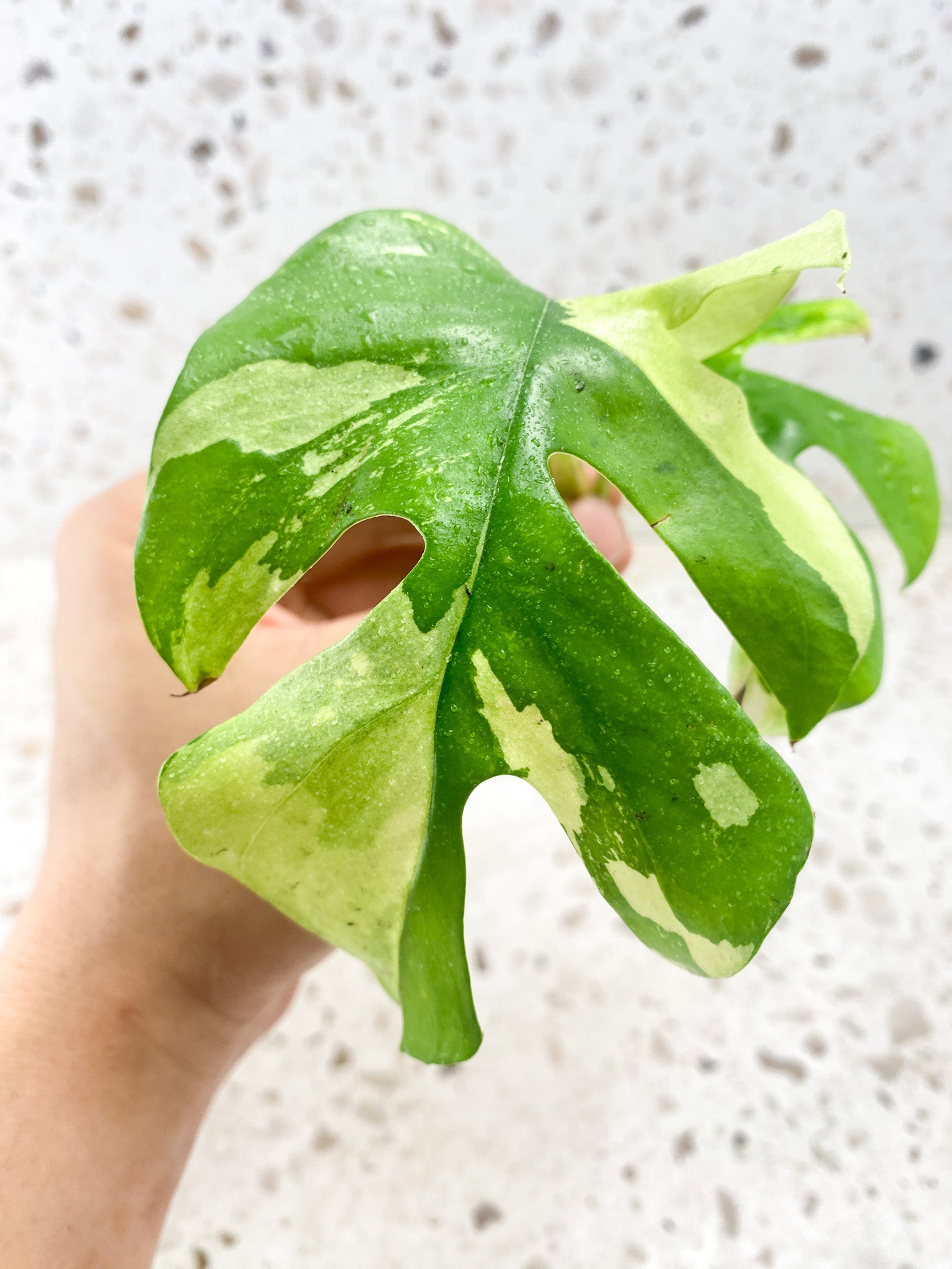 Pre-order: Rhaphidophora Tetrasperma Variegated 2 leaves Top Cutting   (ROOTING)