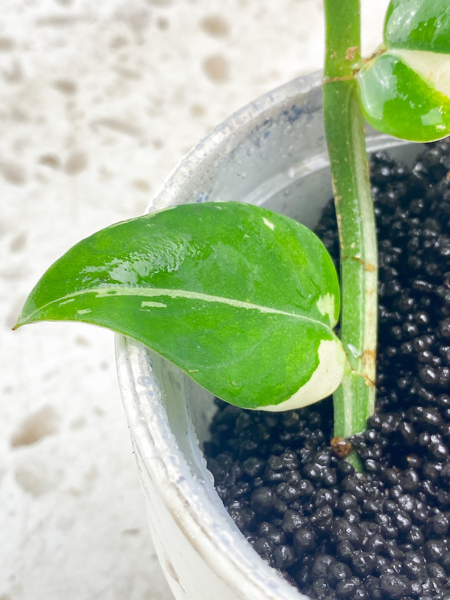 Rhaphidophora Honkongensis Variegated 2 leaves