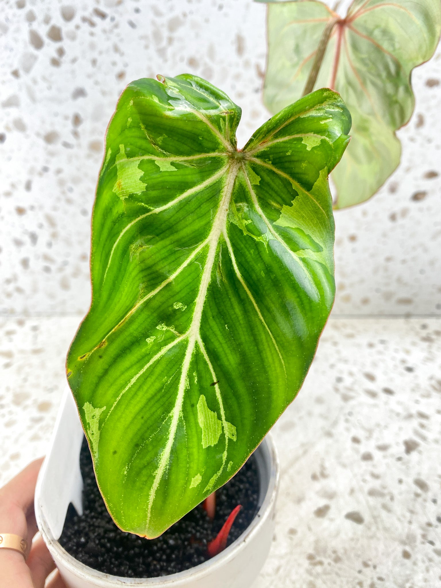 Philodendron Gloriosum 'Snow Leopard' Variegated