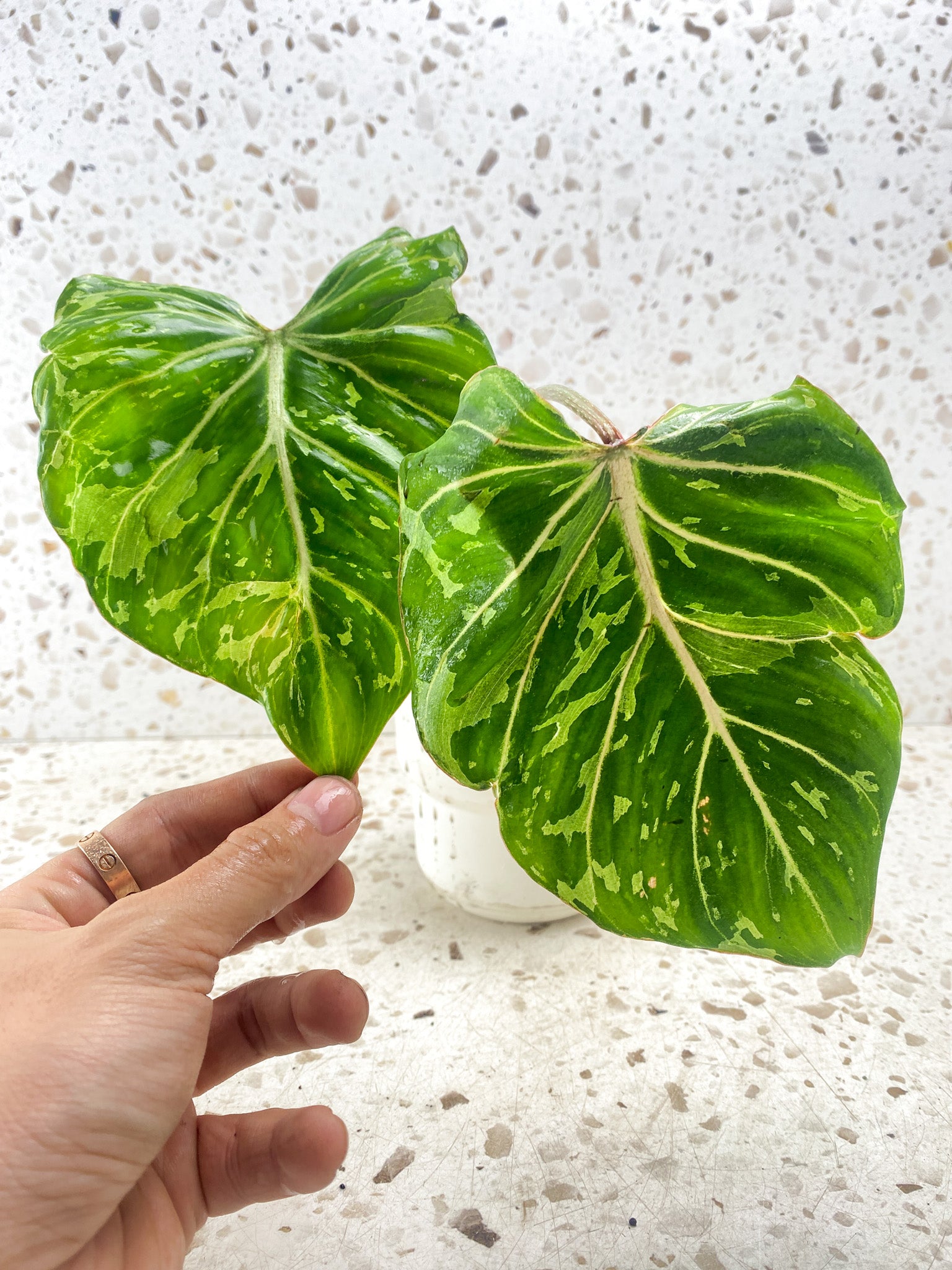 Philodendron Gloriosum 'Snow Leopard' Variegated 2 leaves 1 sprout