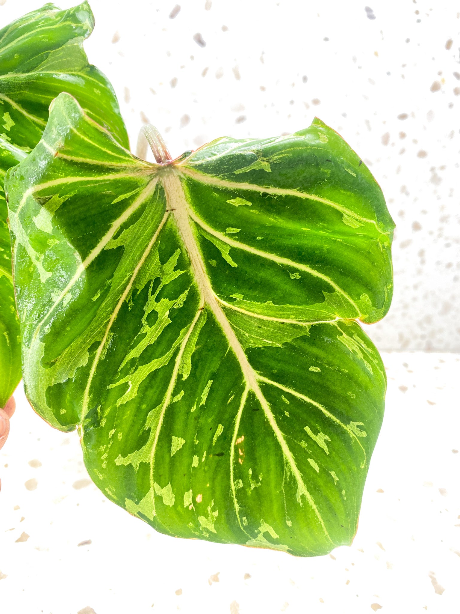 Philodendron Gloriosum 'Snow Leopard' Variegated 2 leaves 1 sprout