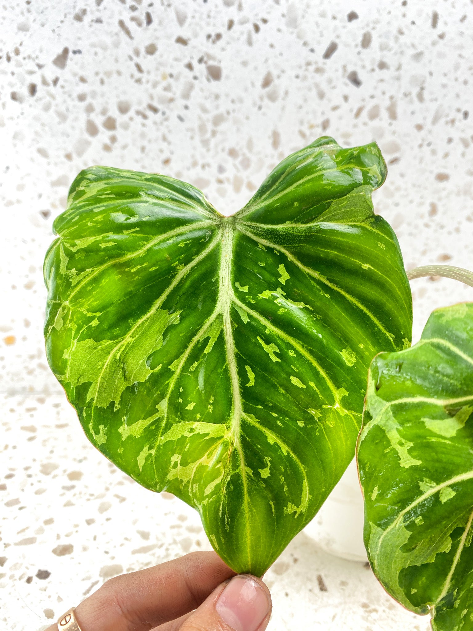 Philodendron Gloriosum 'Snow Leopard' Variegated 2 leaves 1 sprout